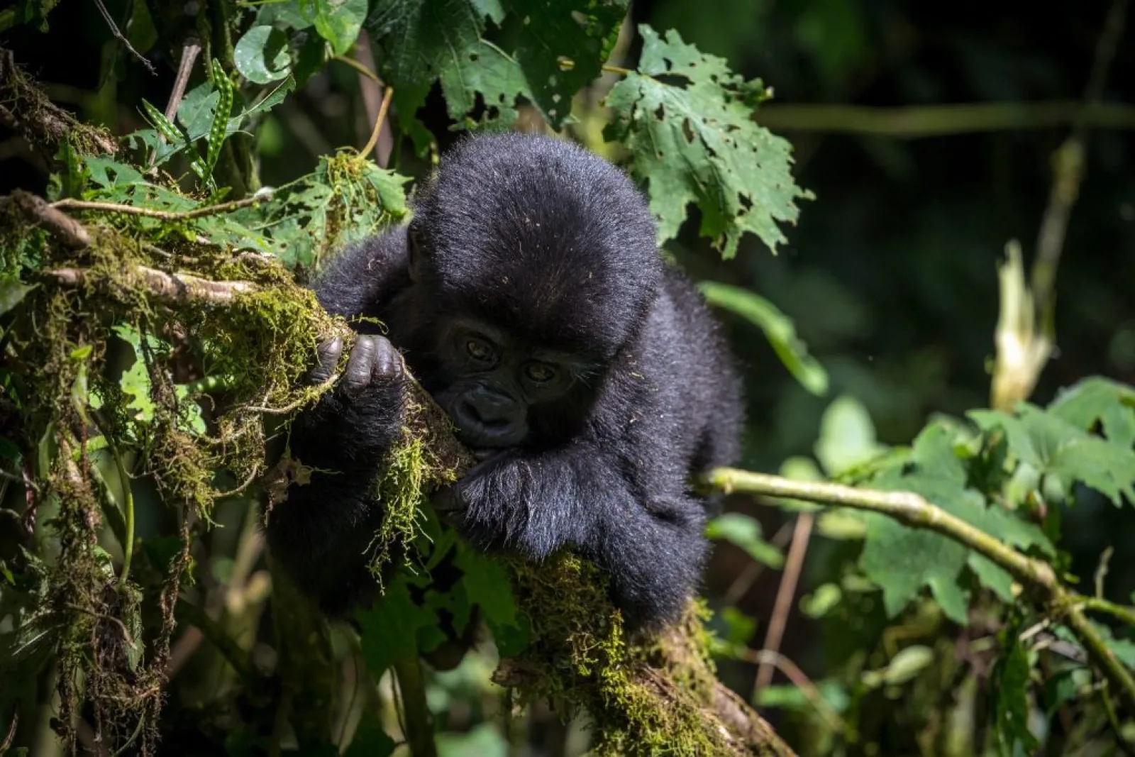 Chimpanzee trekking in Uganda
