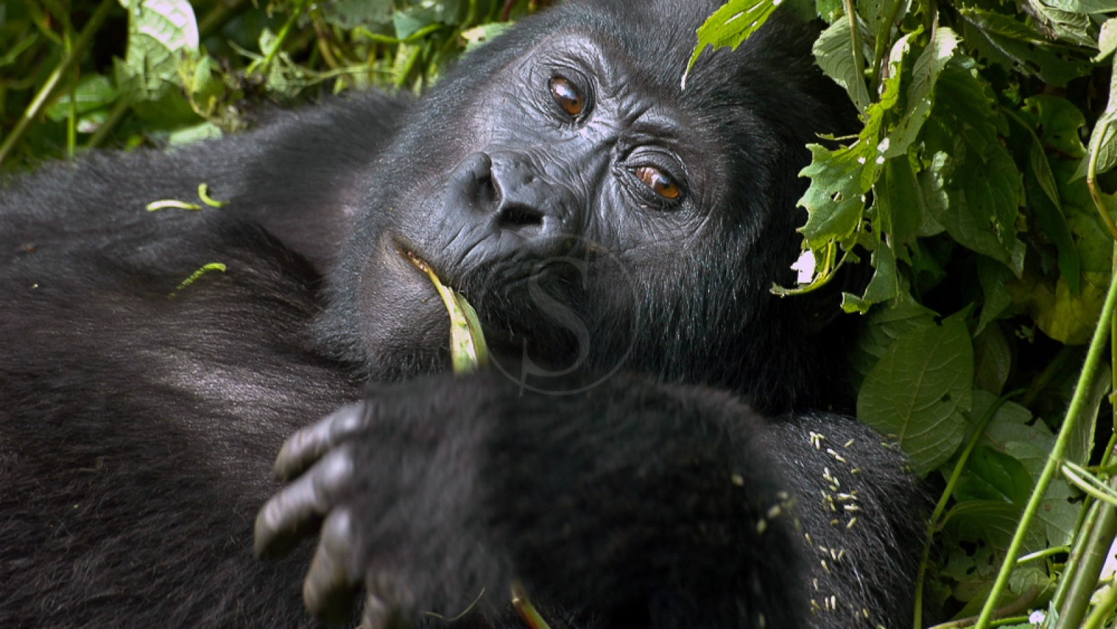 Chimpanzee trekking in Uganda