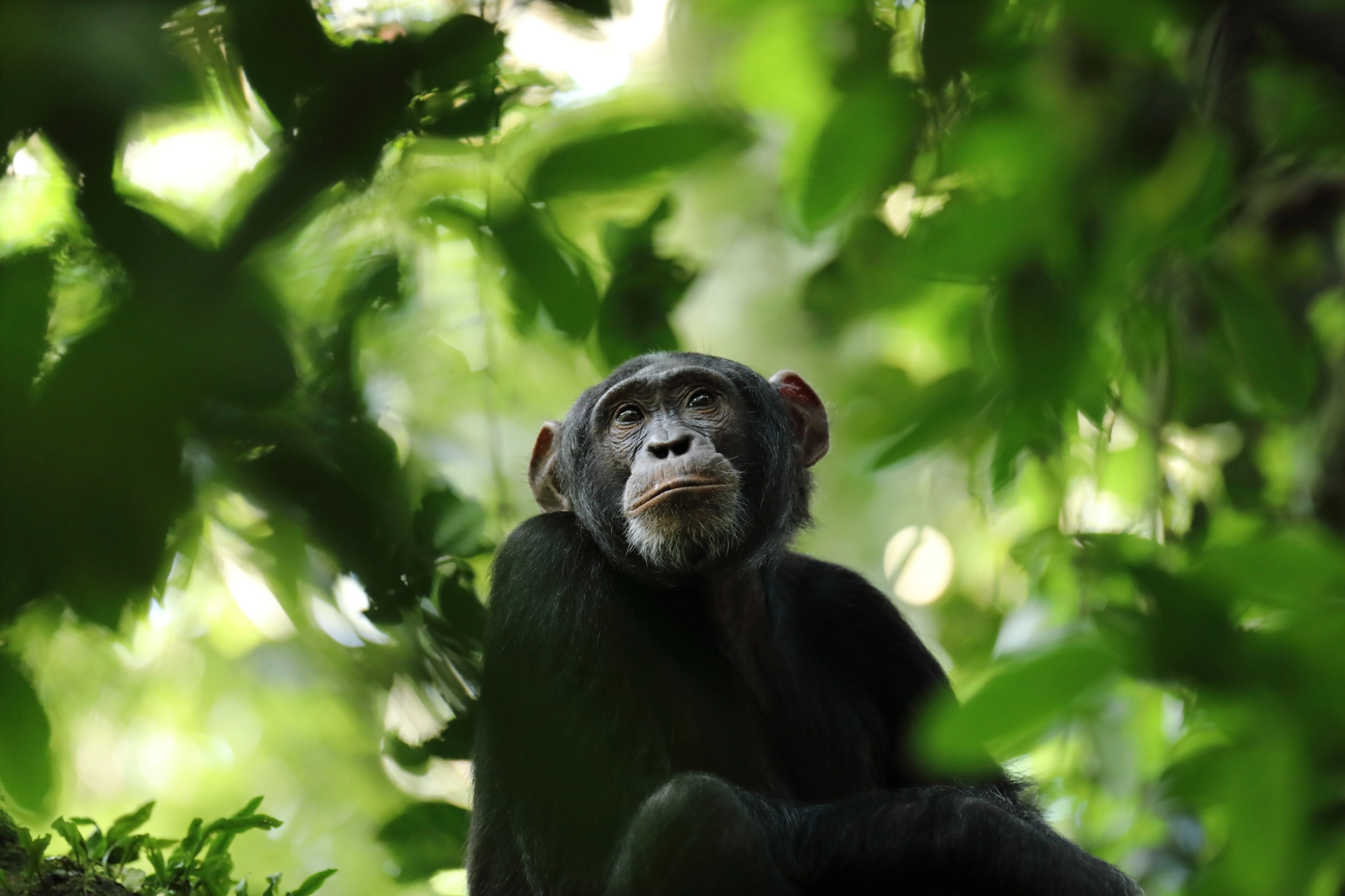Chimpanzee trekking in Uganda