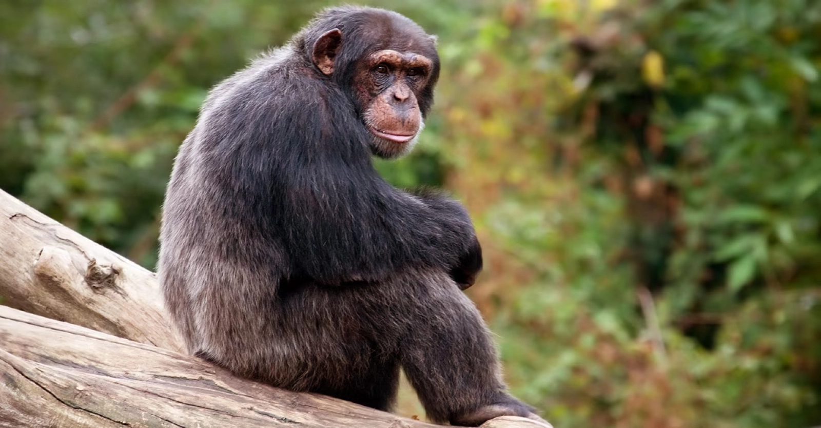 Chimpanzee trekking in Uganda