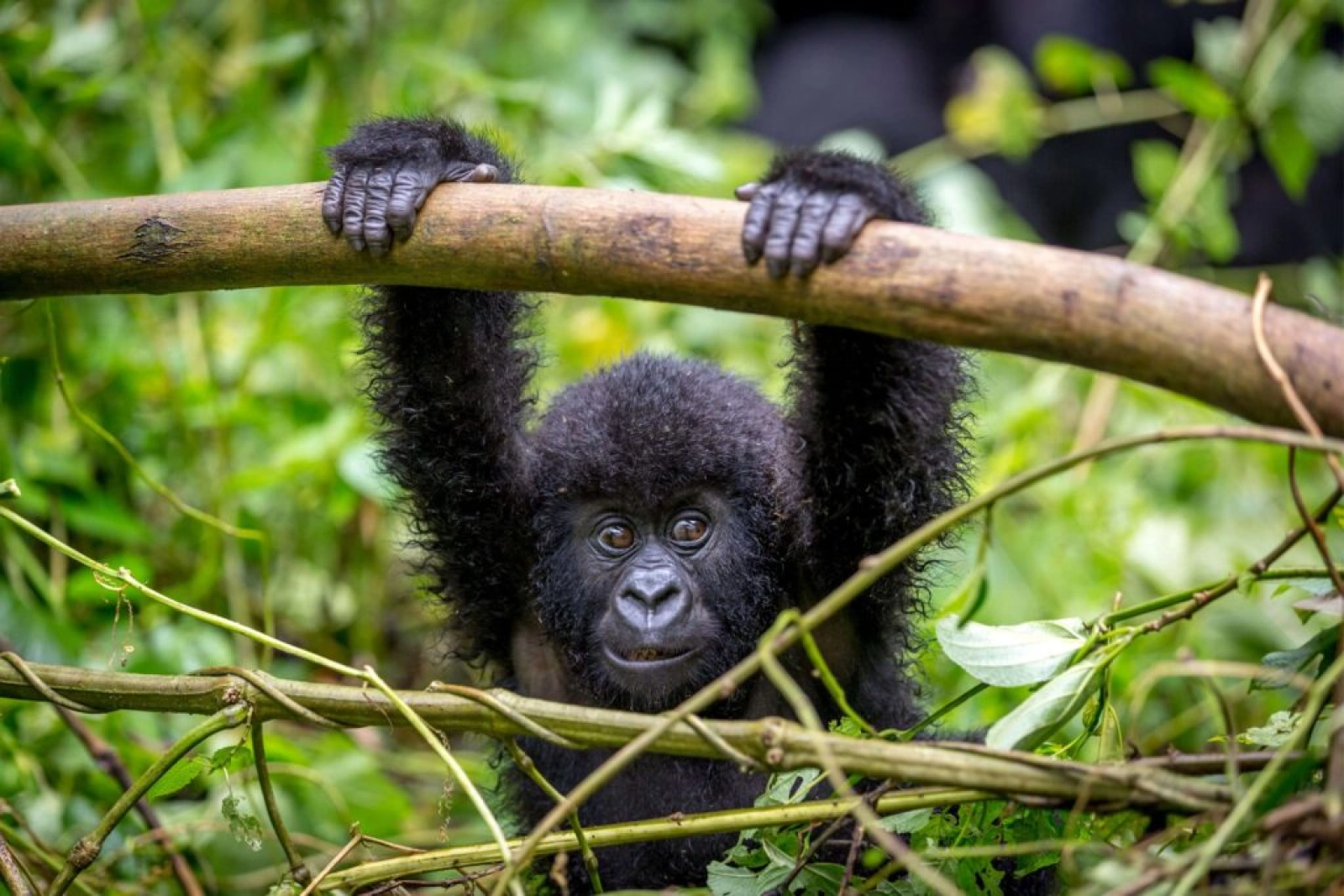 Chimpanzee trekking in Uganda