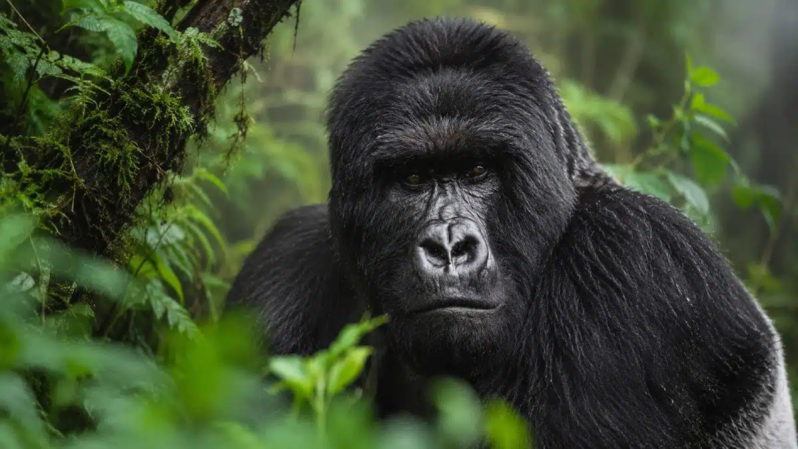 Chimpanzee trekking in Uganda