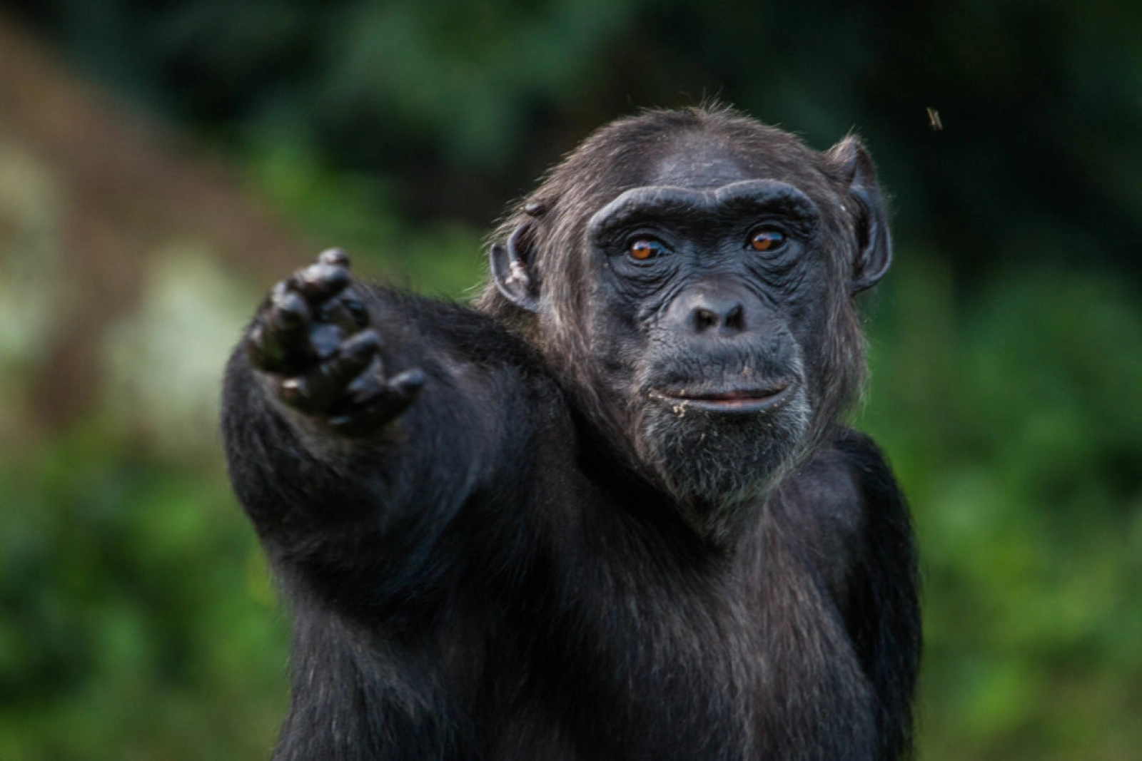 Chimpanzee trekking in Uganda