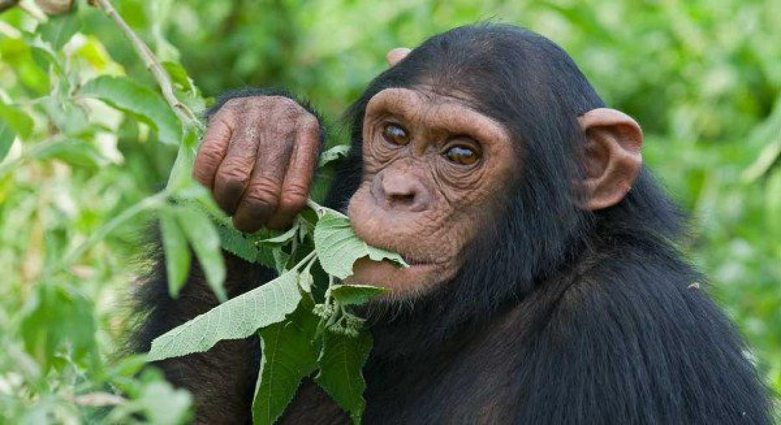 Chimpanzee trekking in Uganda