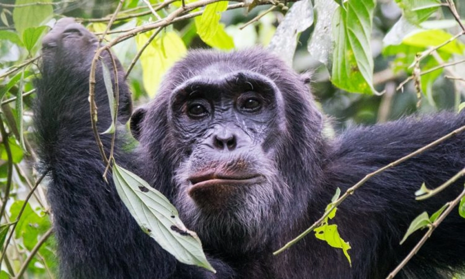 Chimpanzee trekking in Uganda