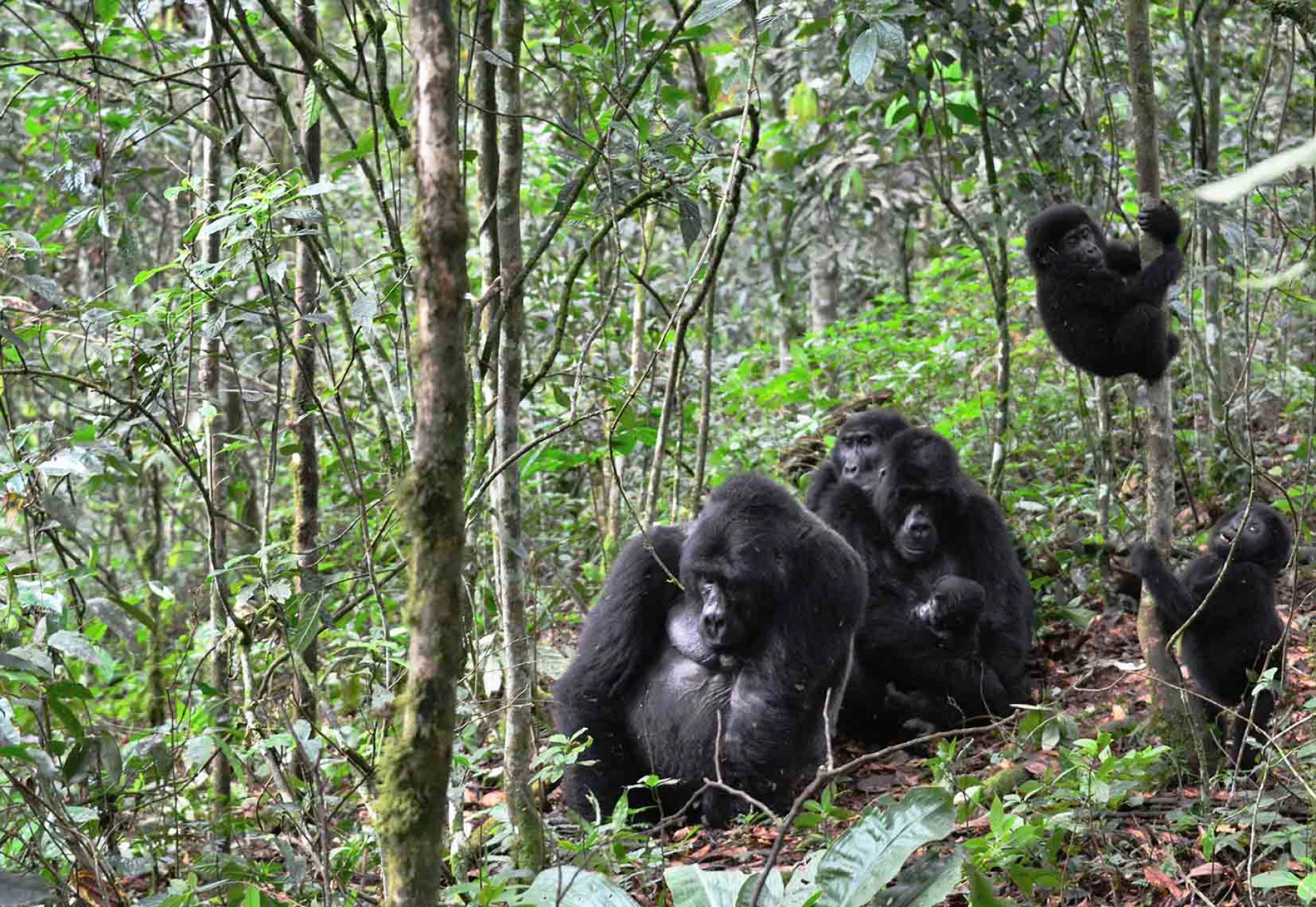 Circuit Ouganda 8 jours : safari, gorilles et itinéraire