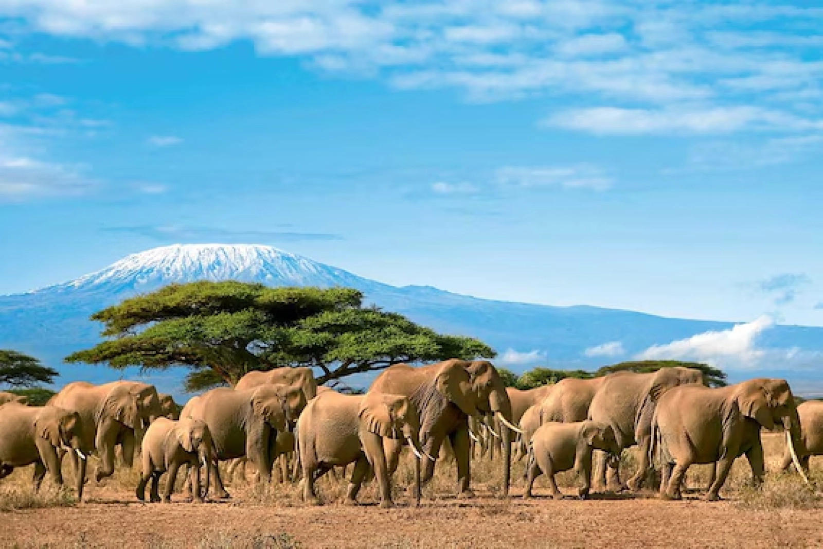 Combien coûte un safari Afrique départ Paris