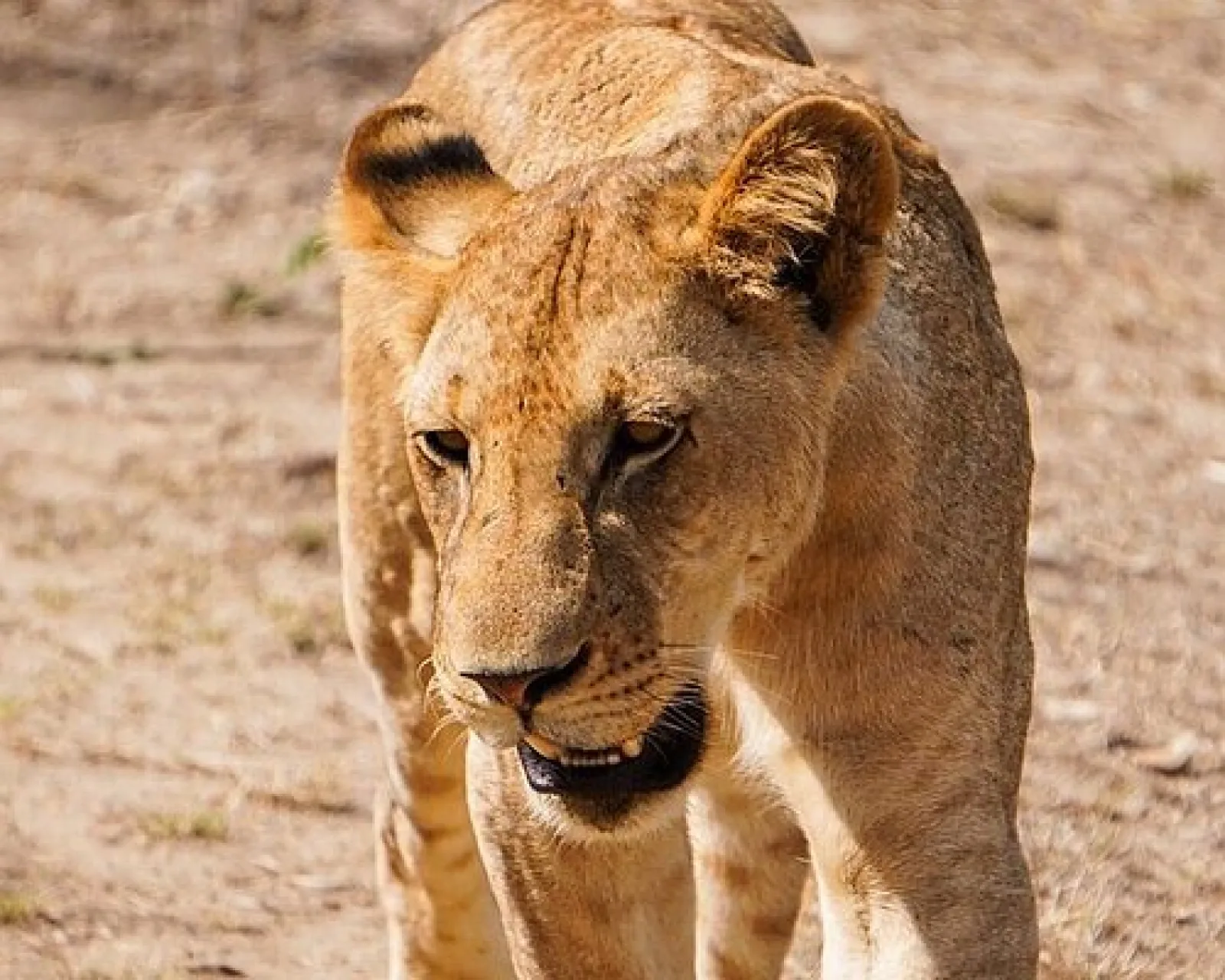 Combien coûte un safari Afrique par personne et par jour
