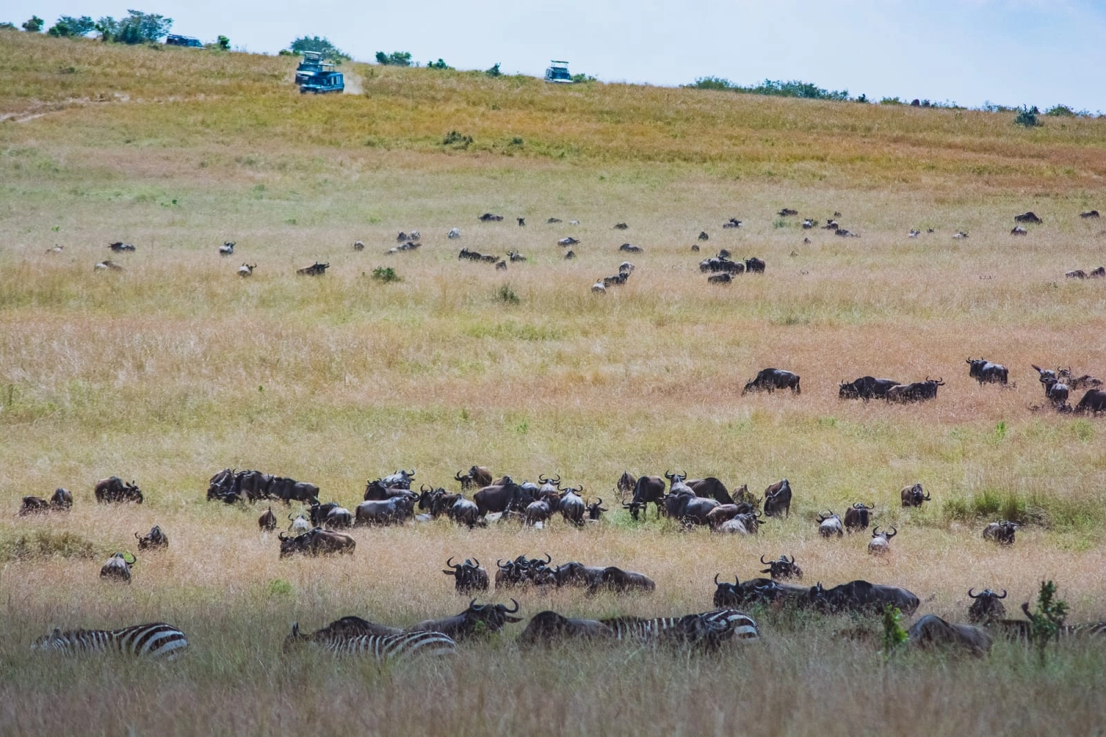 Combien coûte un safari économique en Afrique