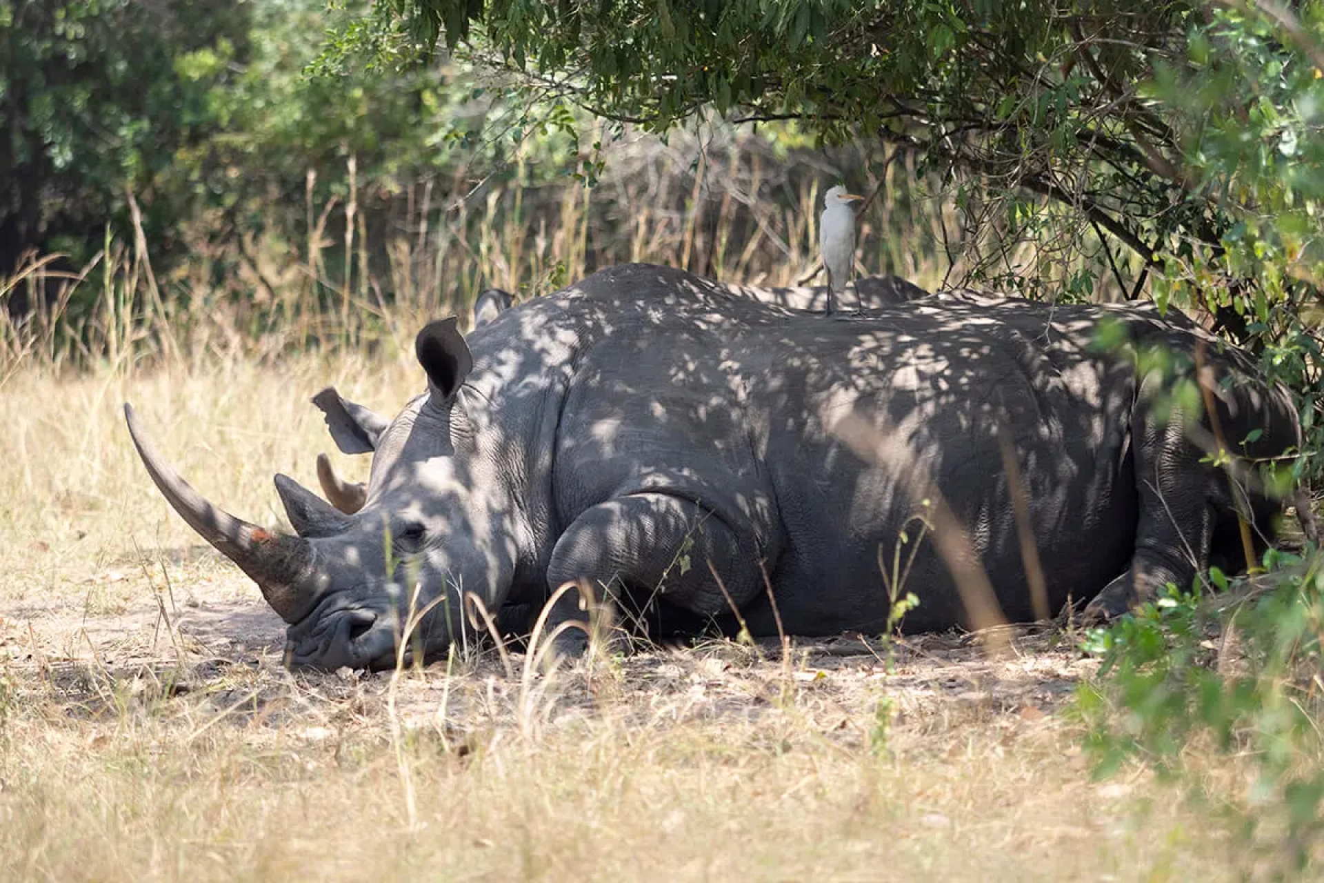 Combien coûte un safari en Ouganda ?