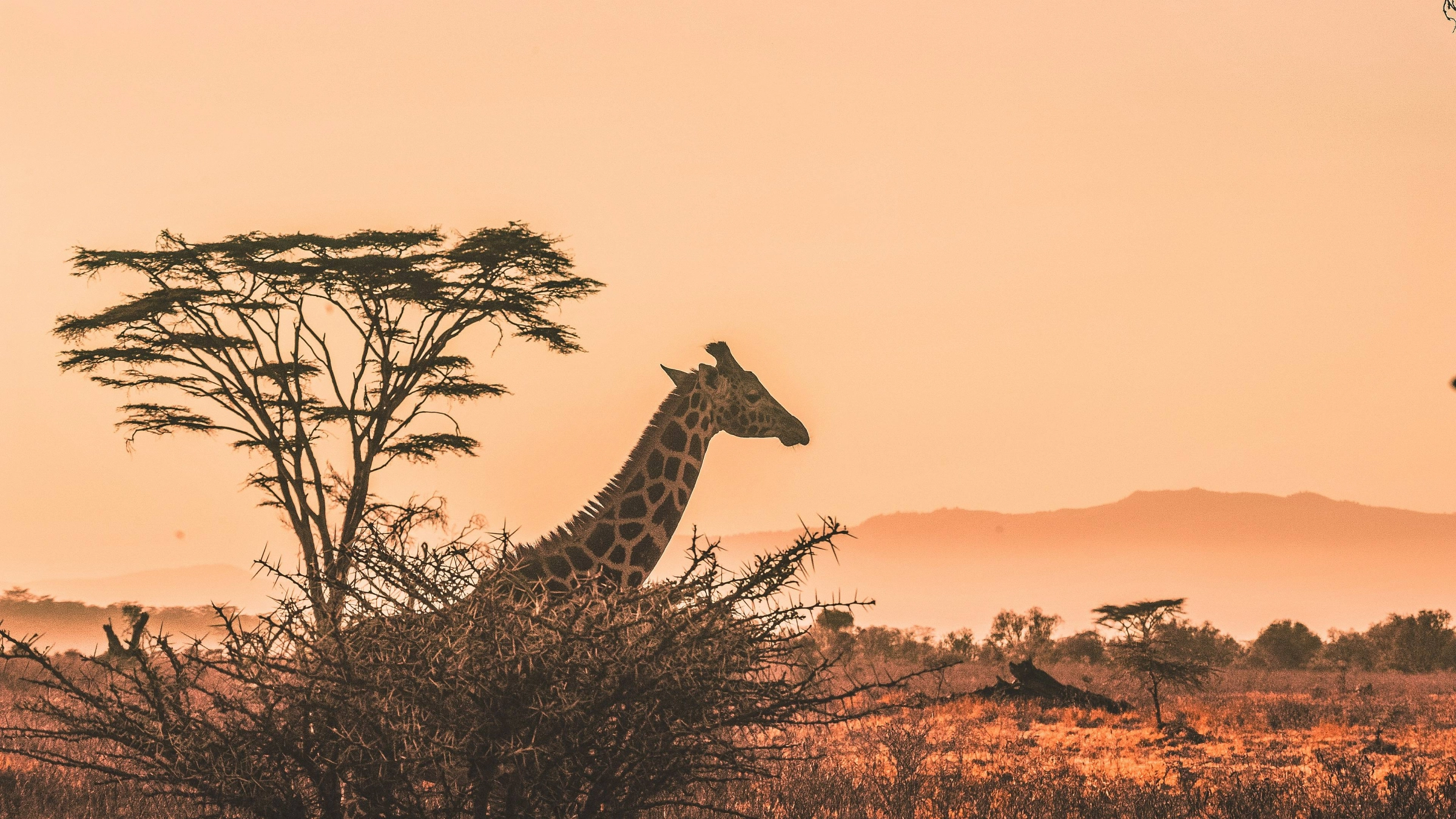 Combien coûte un safari en Tanzanie ?
