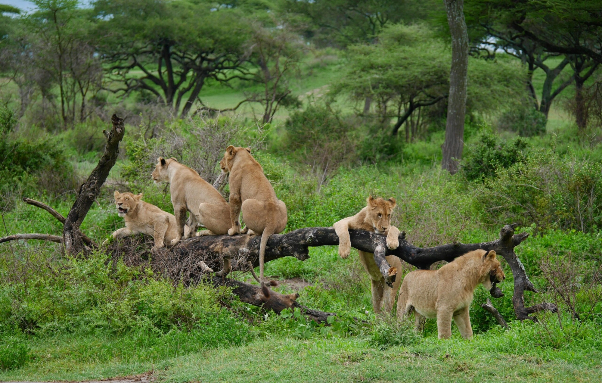 Comment réduire le coût d’un safari sans sacrifier l’expérience
