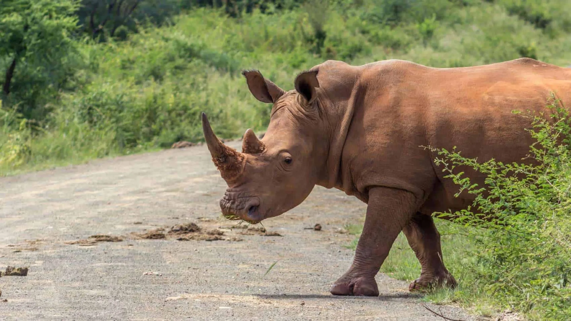 Do I need malaria tablets for an African safari?