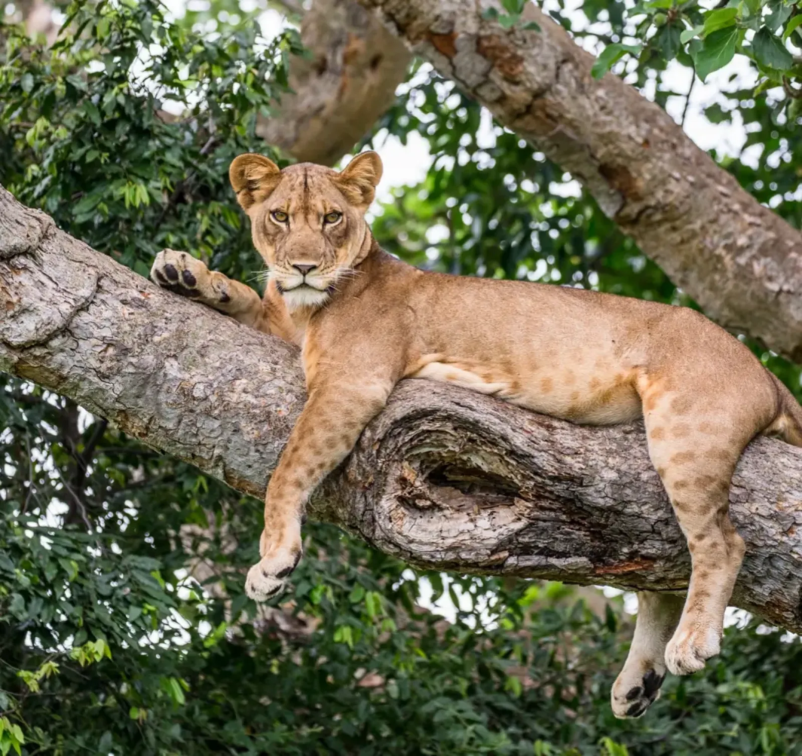 Do safari prices include taxes?