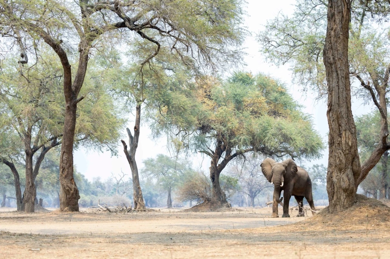 Elephants in Zimbabwe