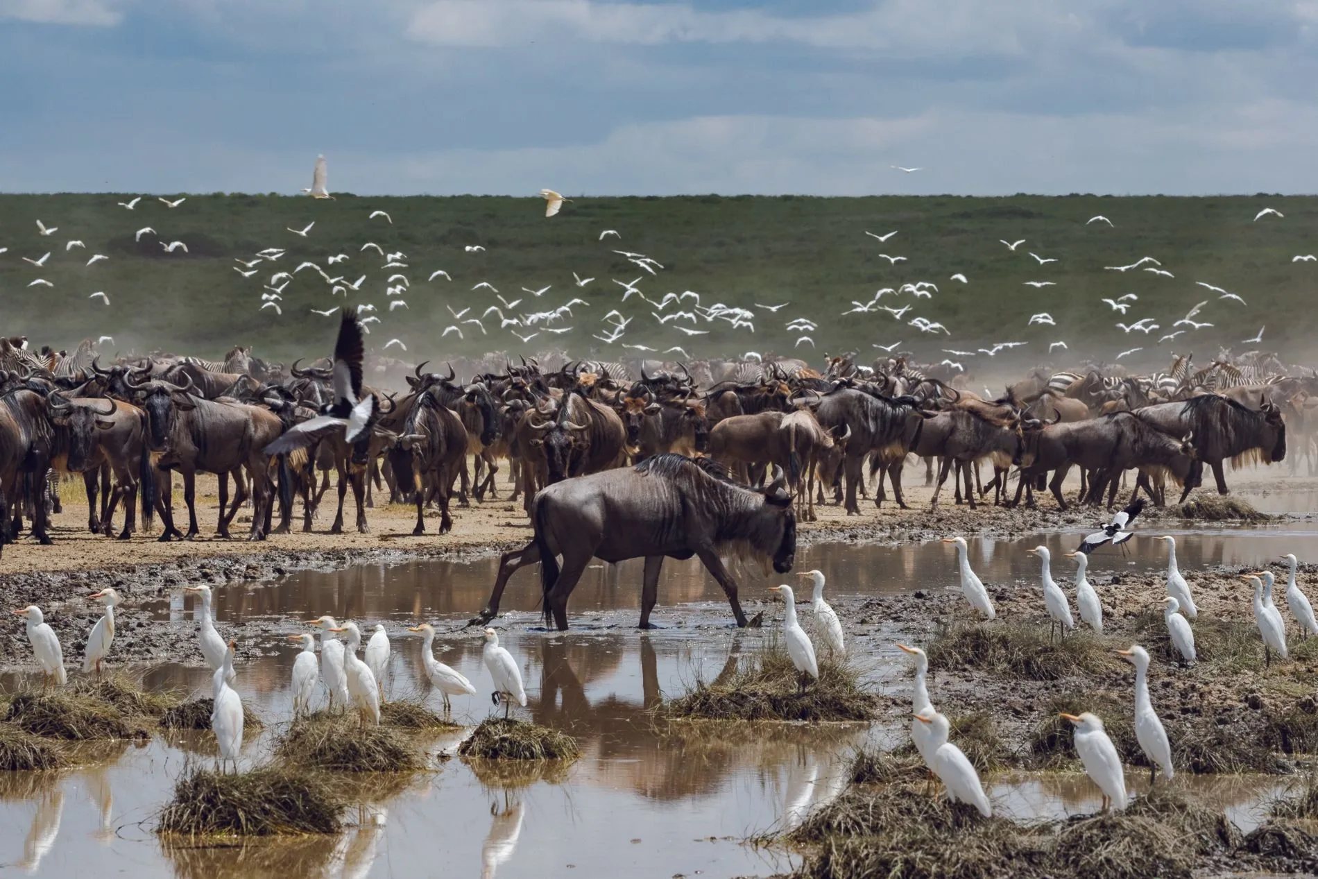 FAQ Migration des gnous Tanzanie