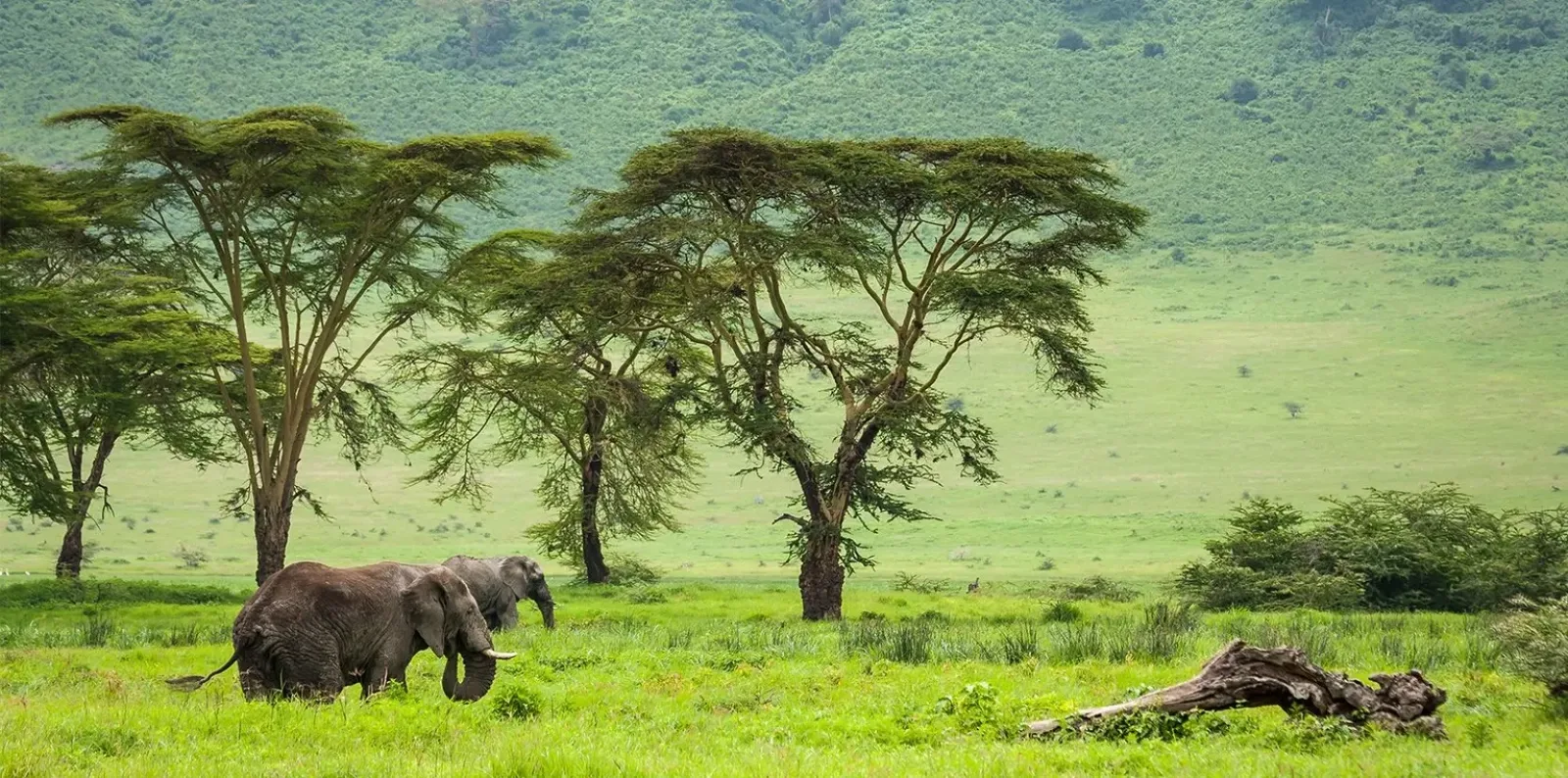 FAQ — Safari Afrique saison des pluies