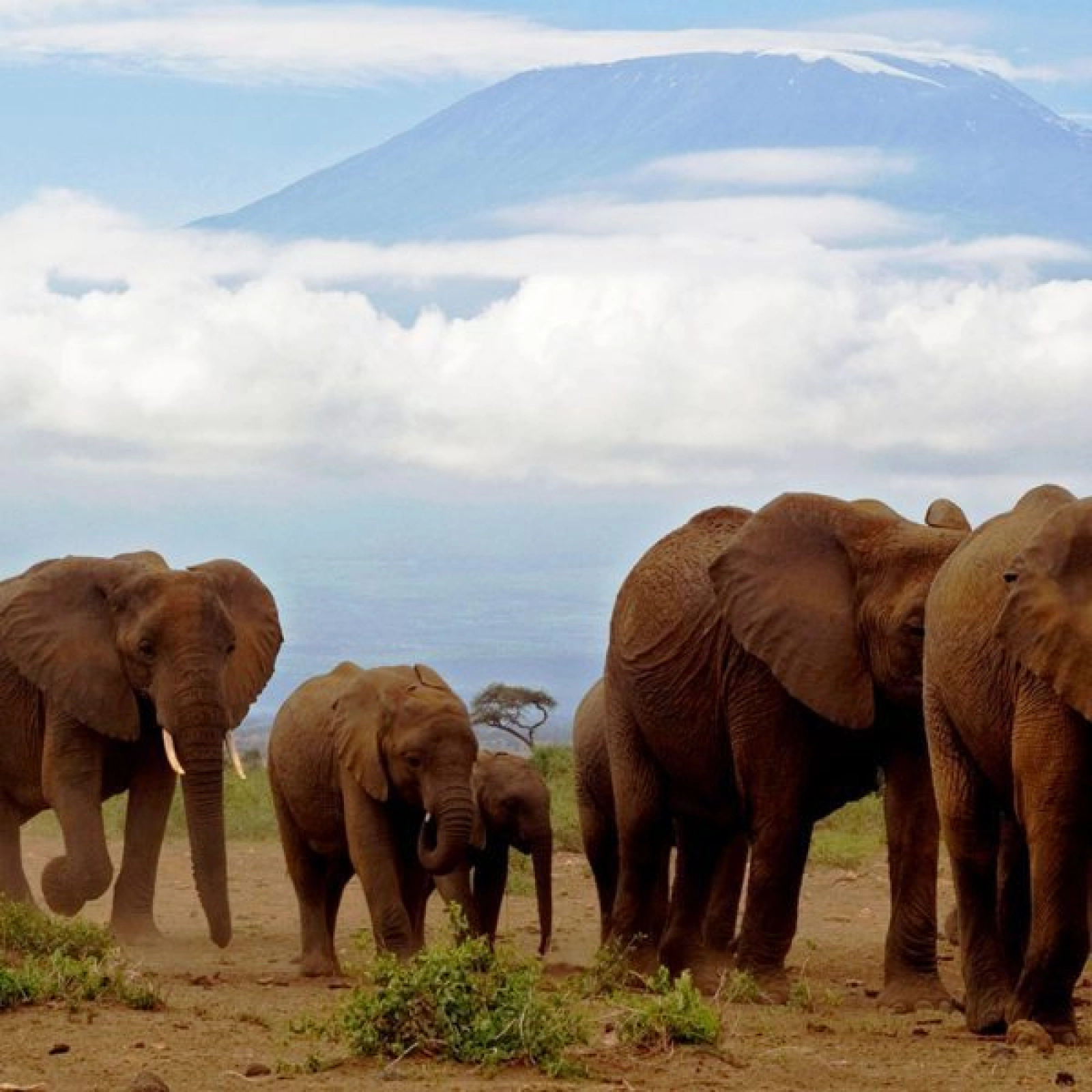 Game drive in Amboseli National Park