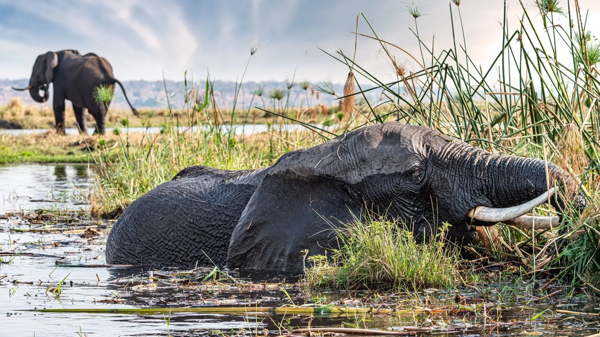 Game drive in Botswana
