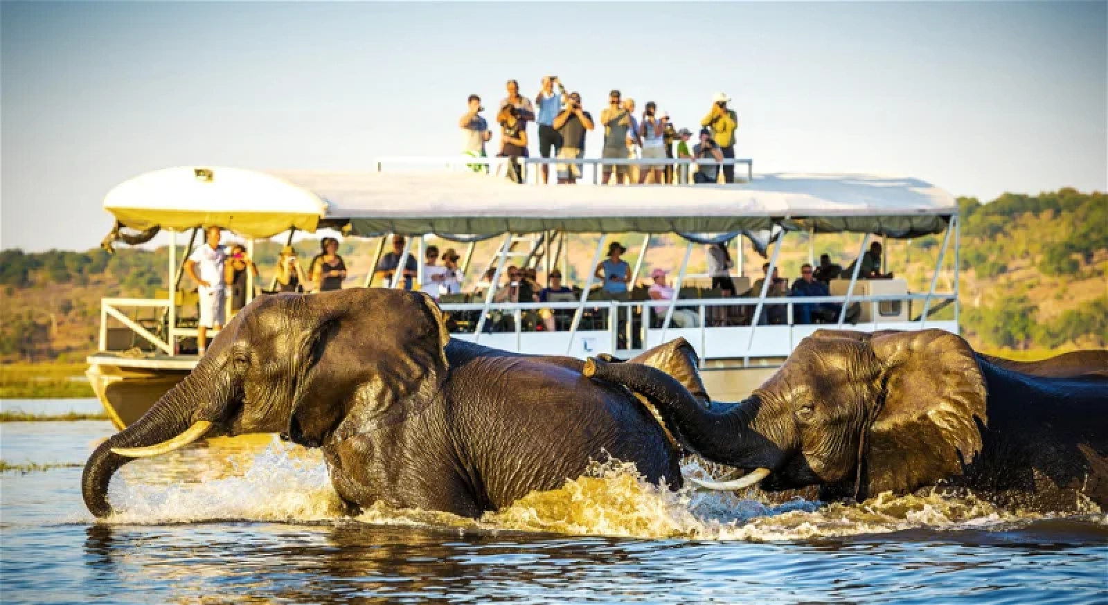 Game drive in Chobe