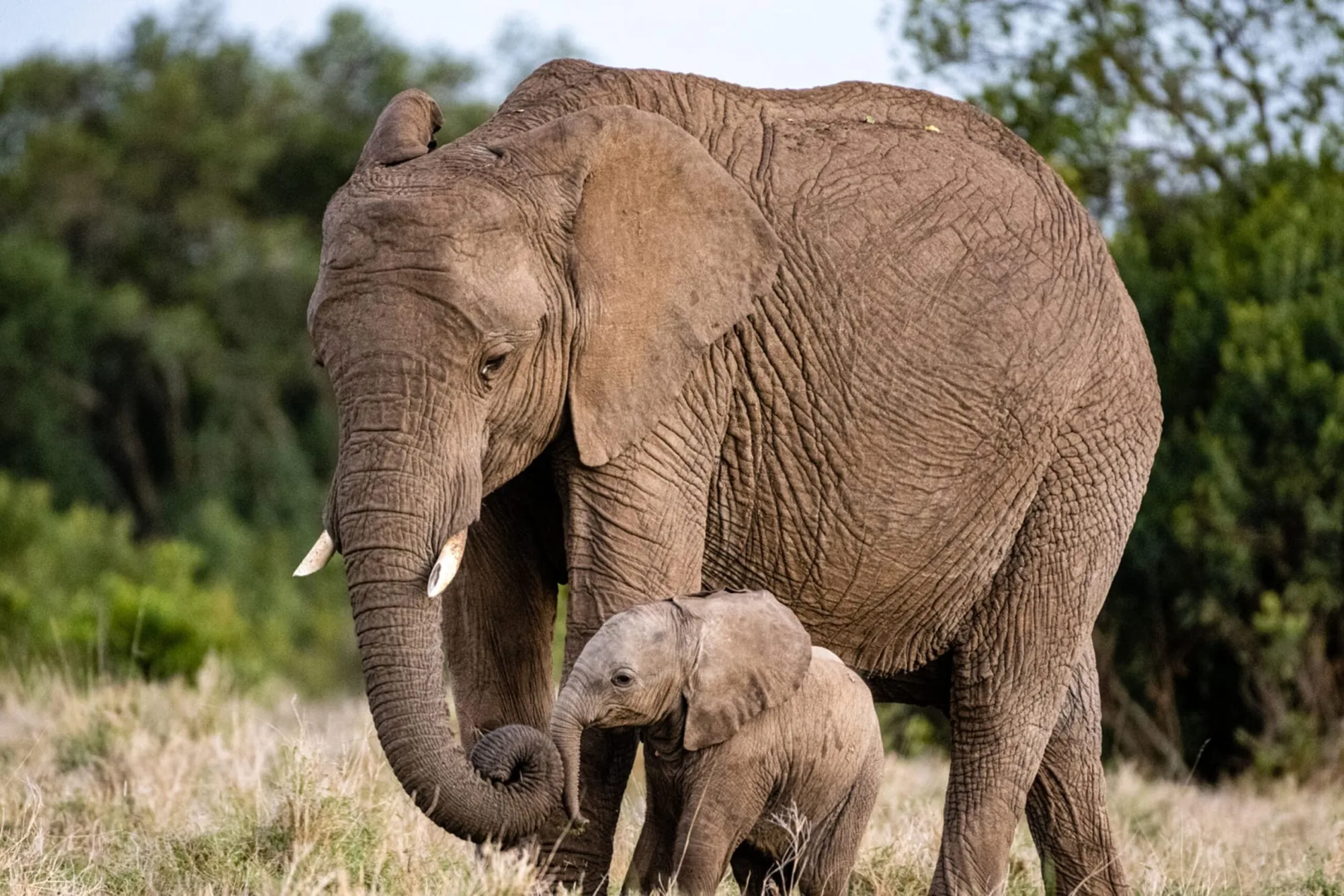 Game drive in Kenya