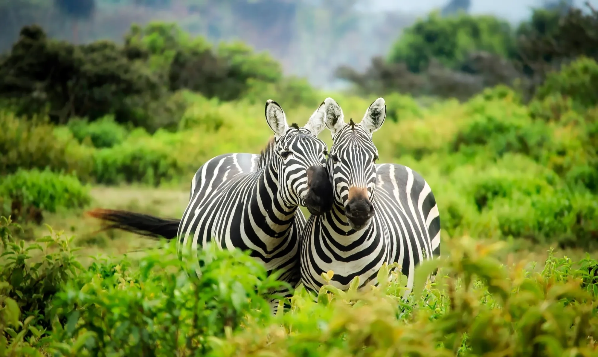 Game drive in Kenya