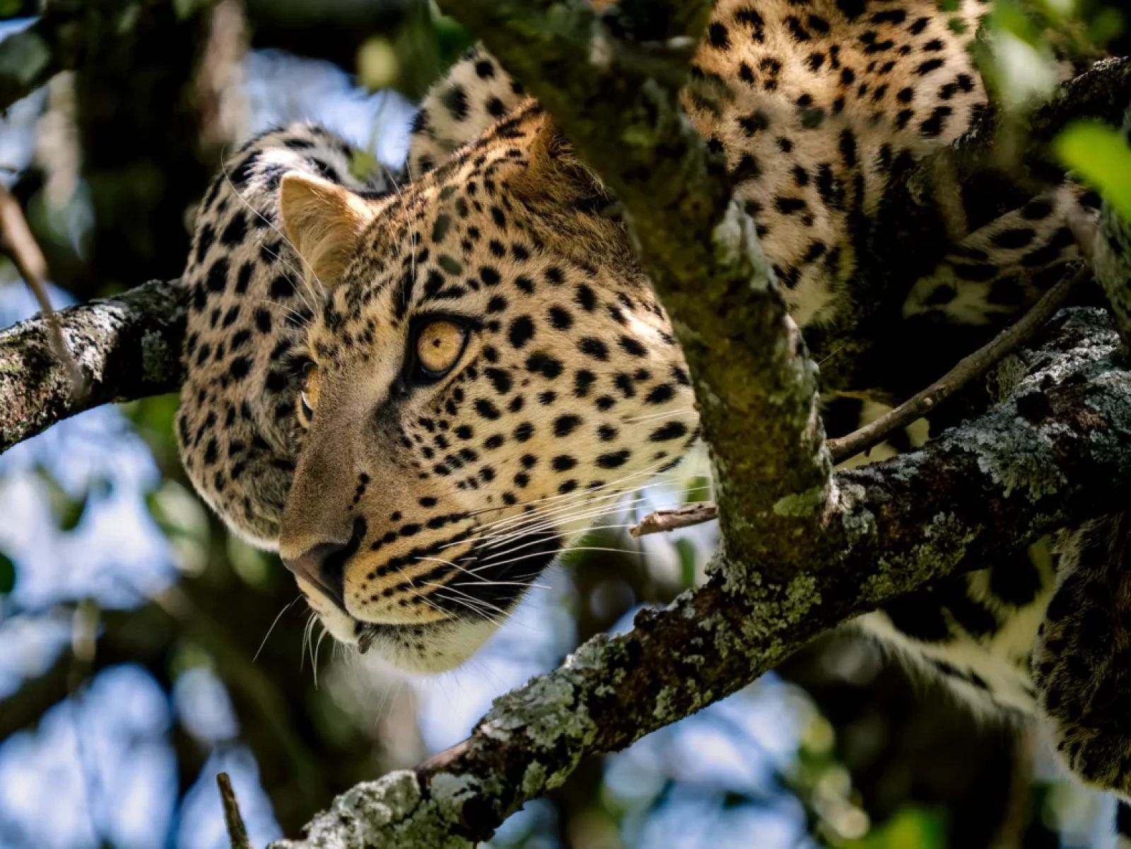 Game drive in Masai Mara