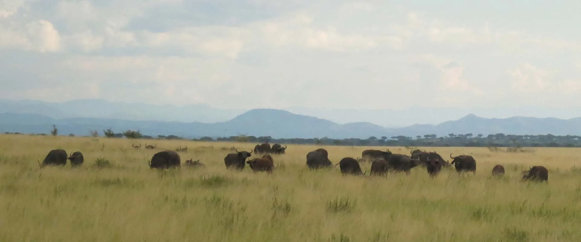 Game drive in Queen Elizabeth National Park