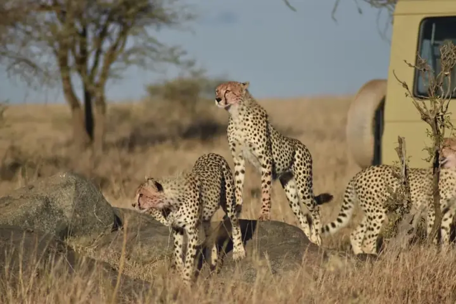 Game drive in Uganda