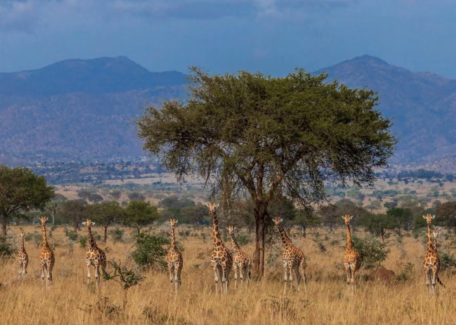 Game drive in Uganda