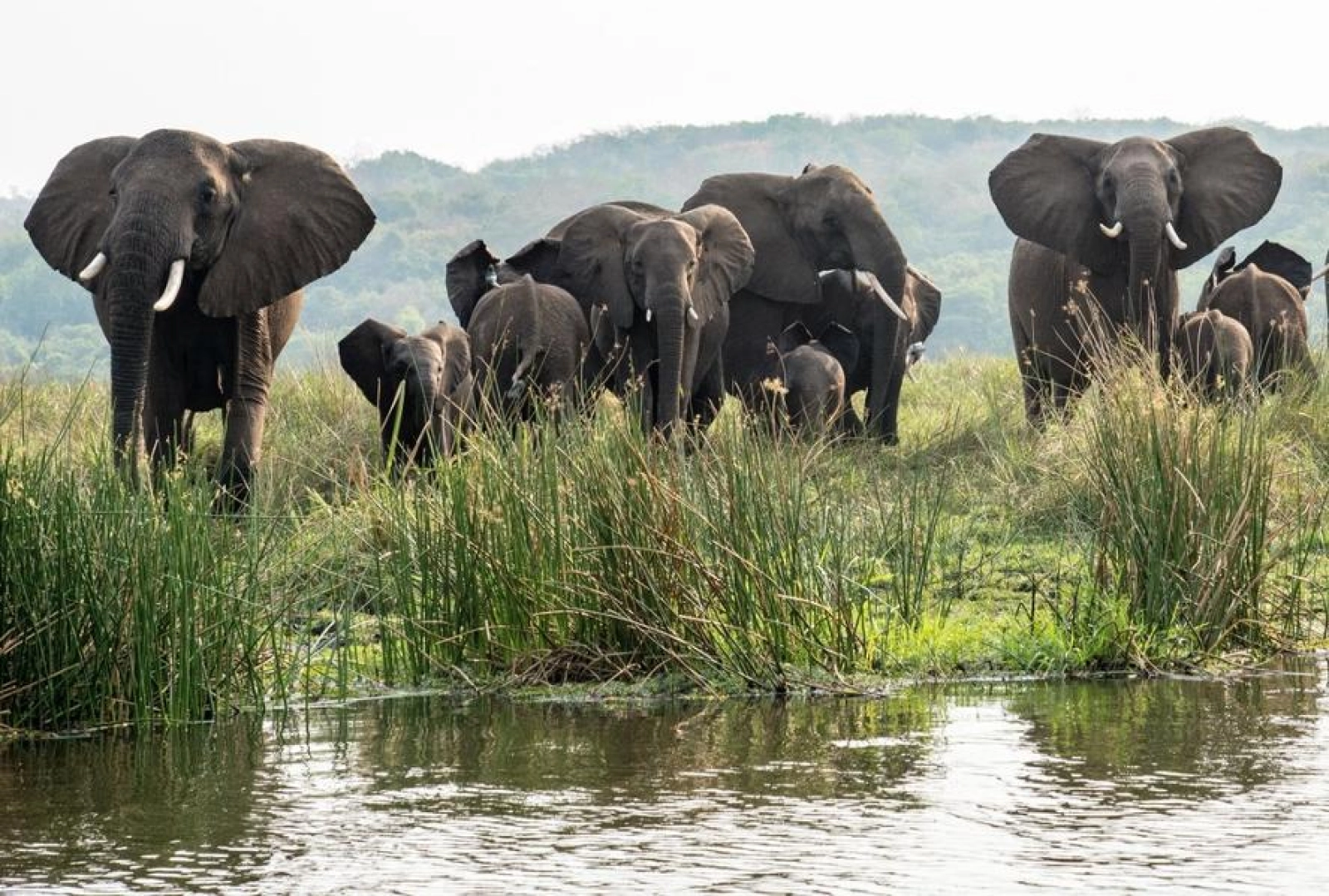 Game drive in Uganda