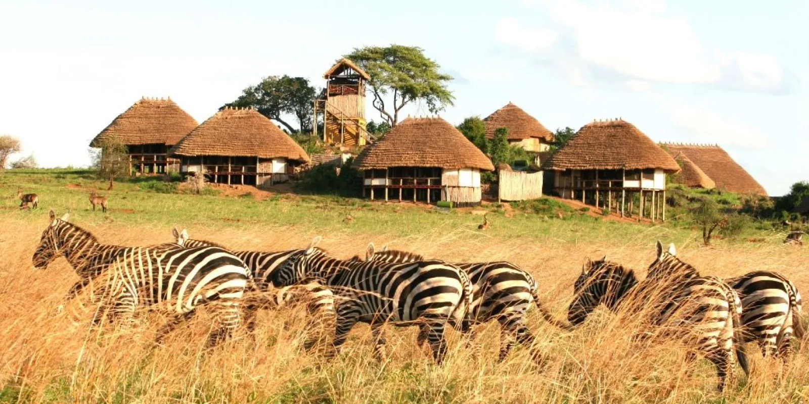 Game drive in Uganda