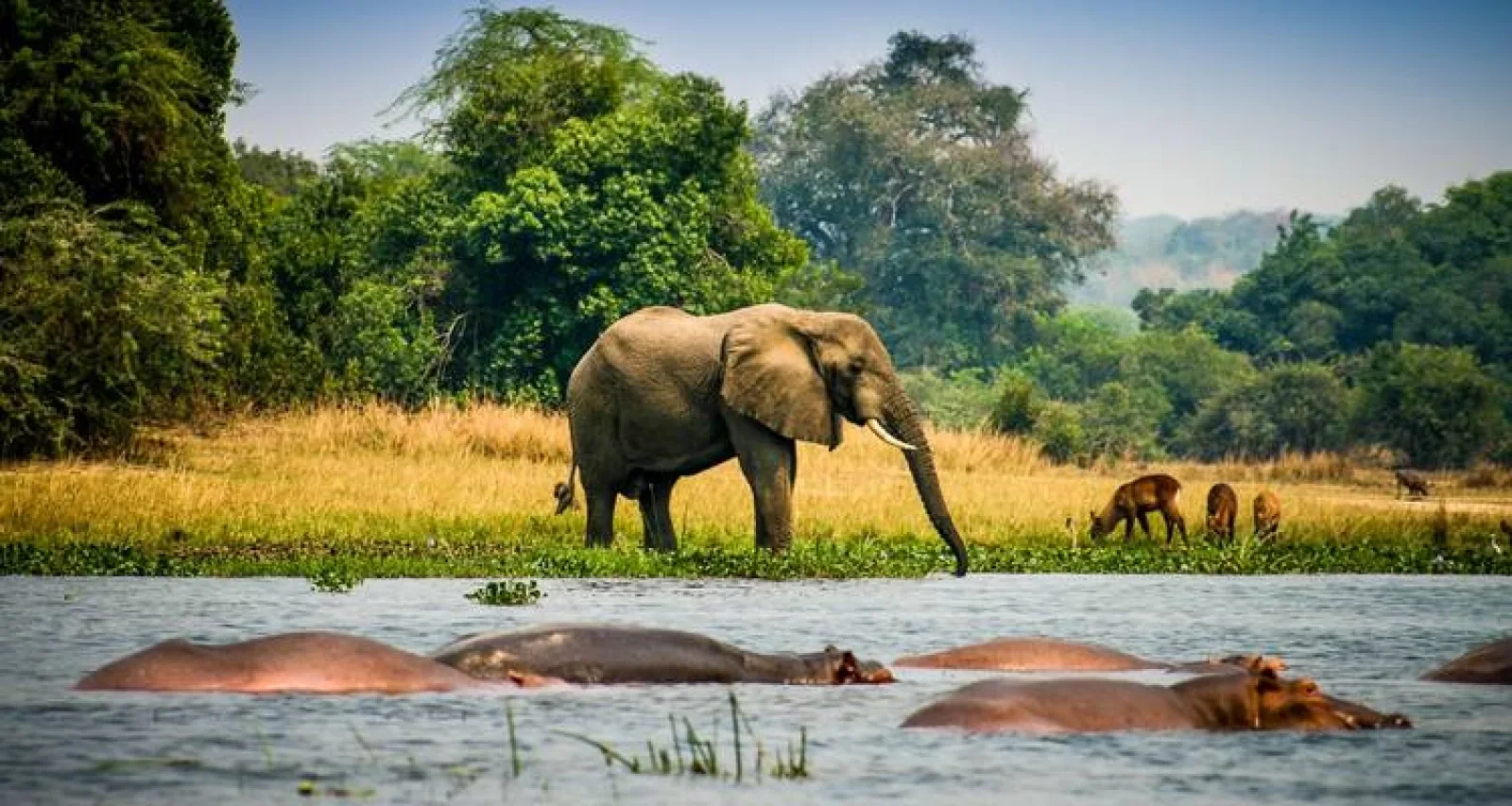 Game drive in Uganda