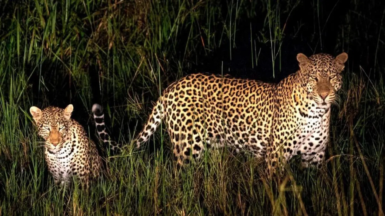 Game drive on an African safari