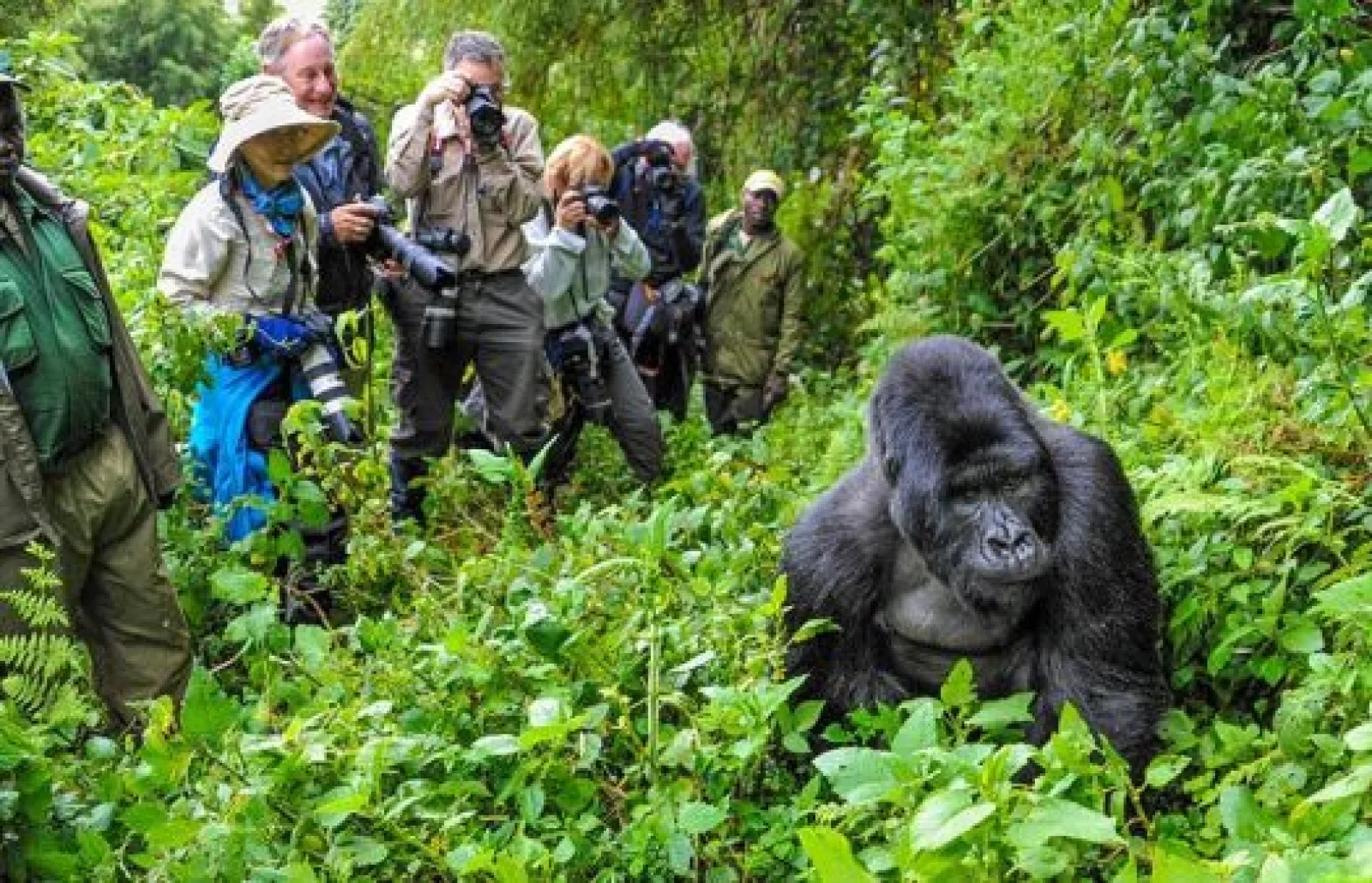 Game drive on an African safari
