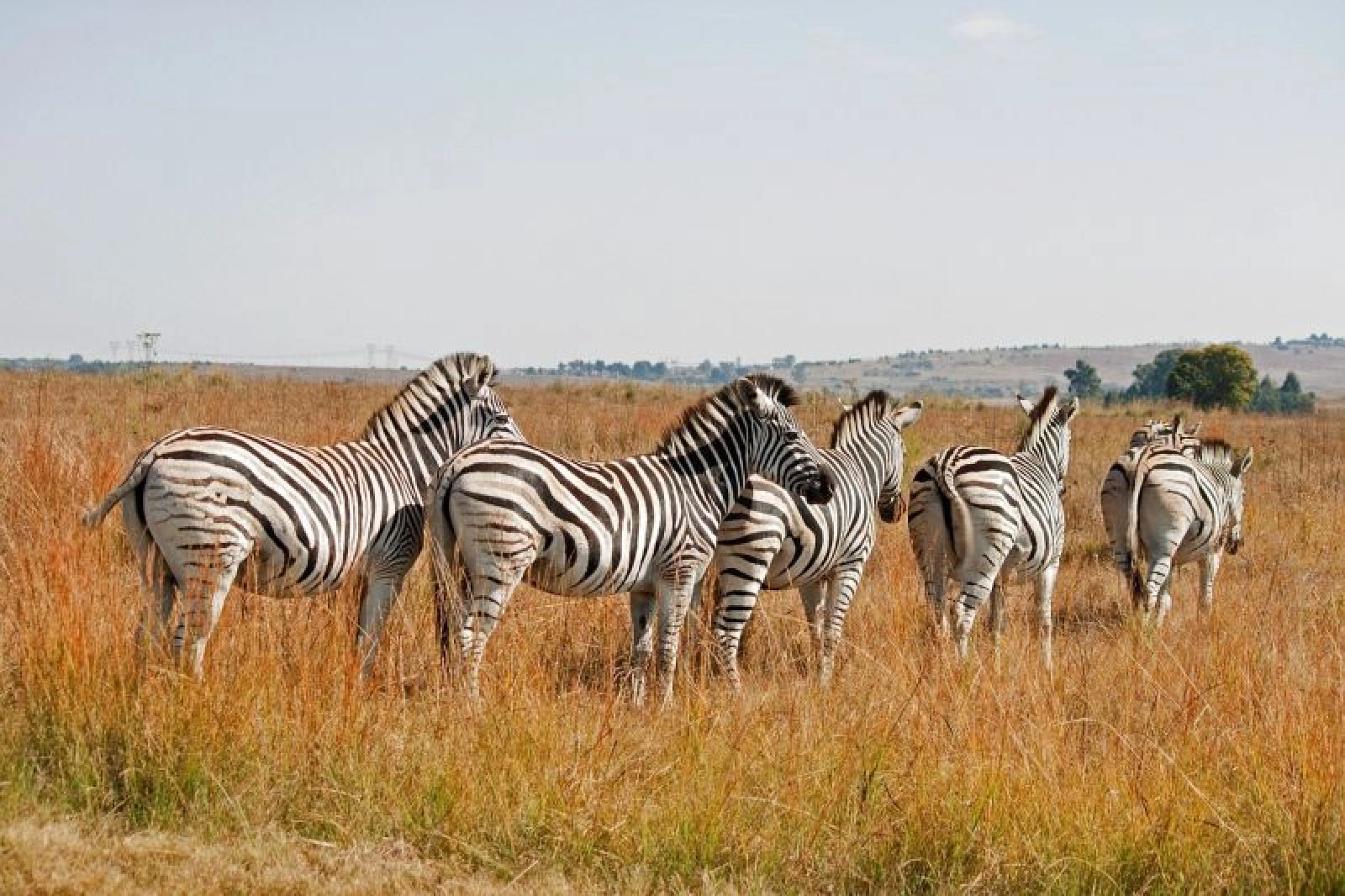 Game drive on an African safari