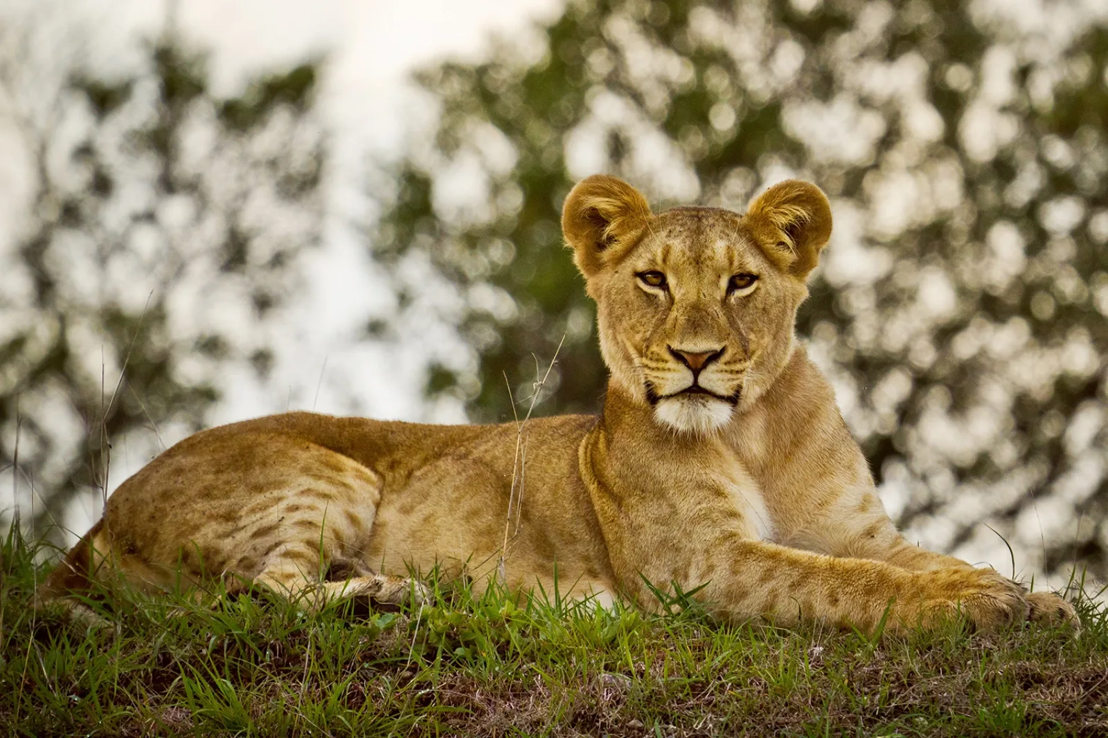 Game drive on an African safari