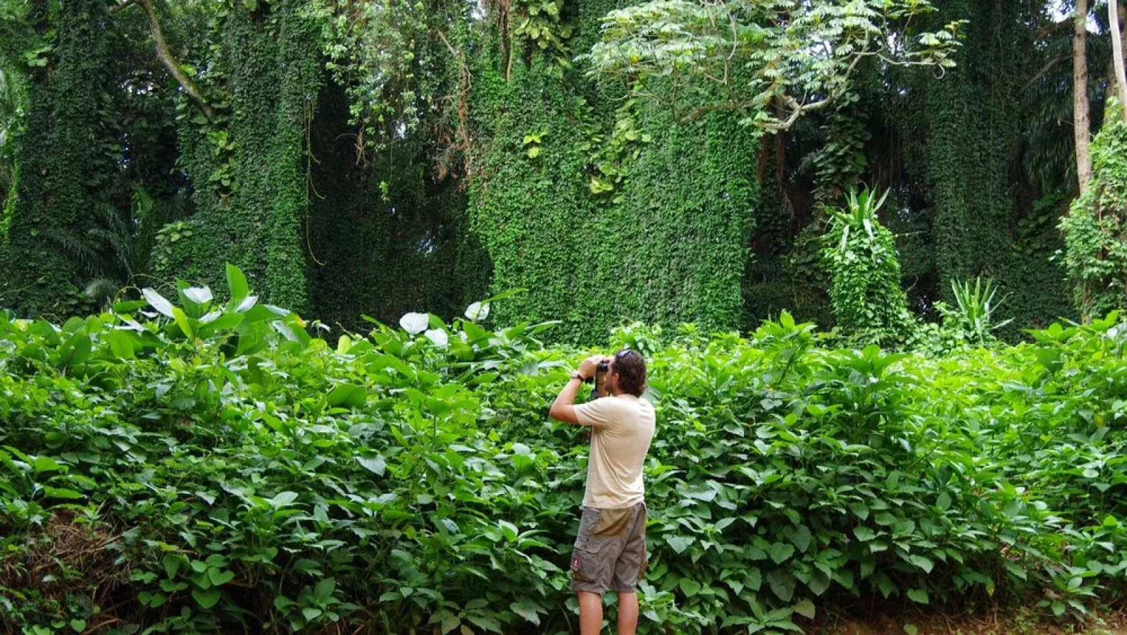 Gorilla trekking in Kibale