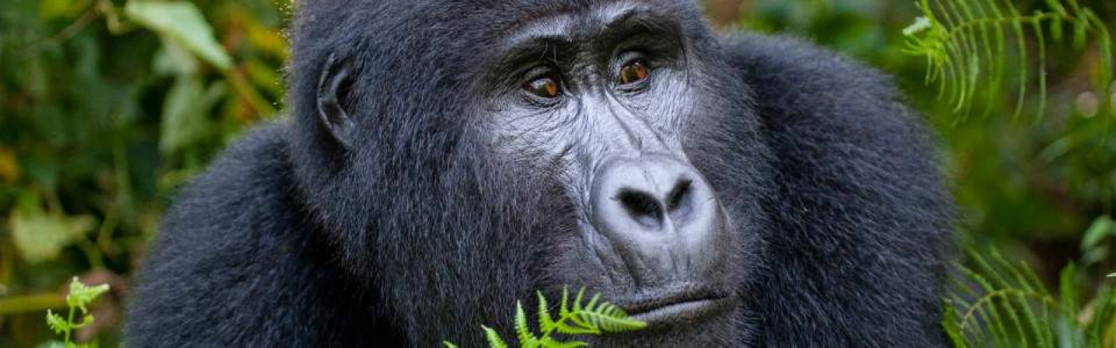 Gorilla trekking in Uganda