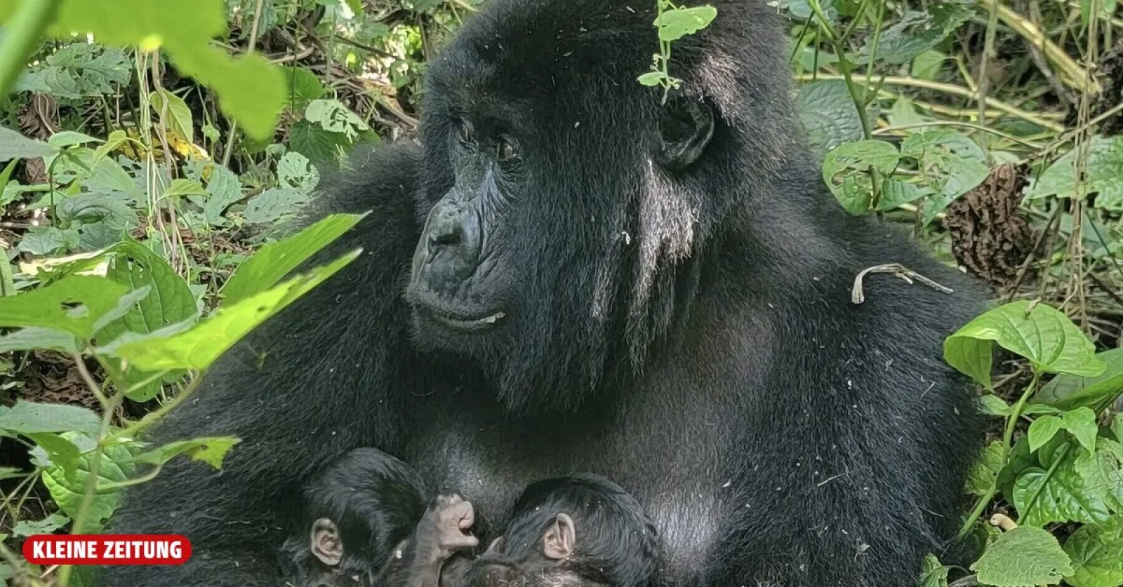Gorilla trekking in Uganda