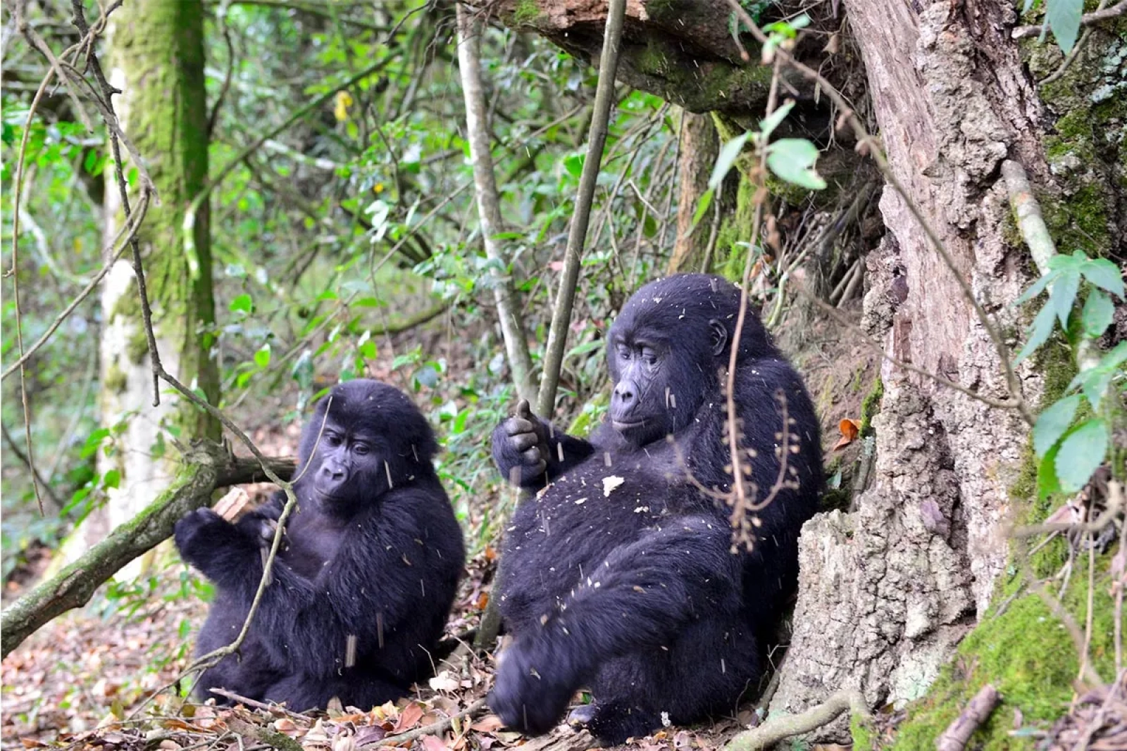Gorilla trekking in Uganda