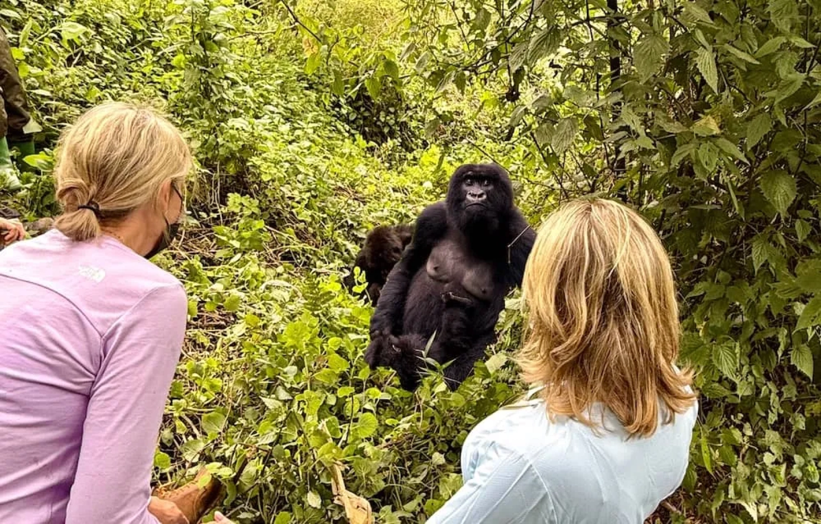 Gorilla Trekking Safari Budget