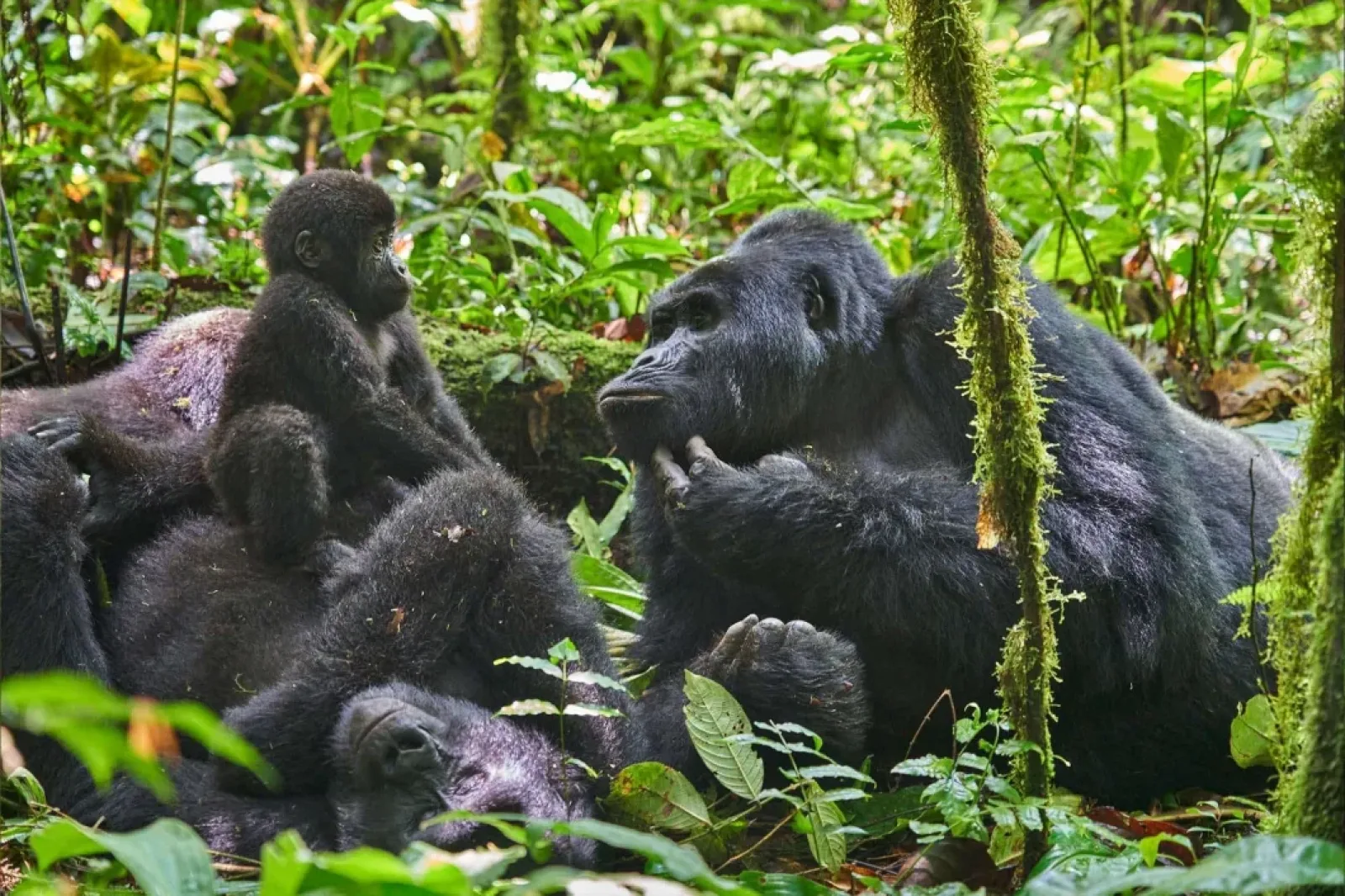 Gorillas in Kenya