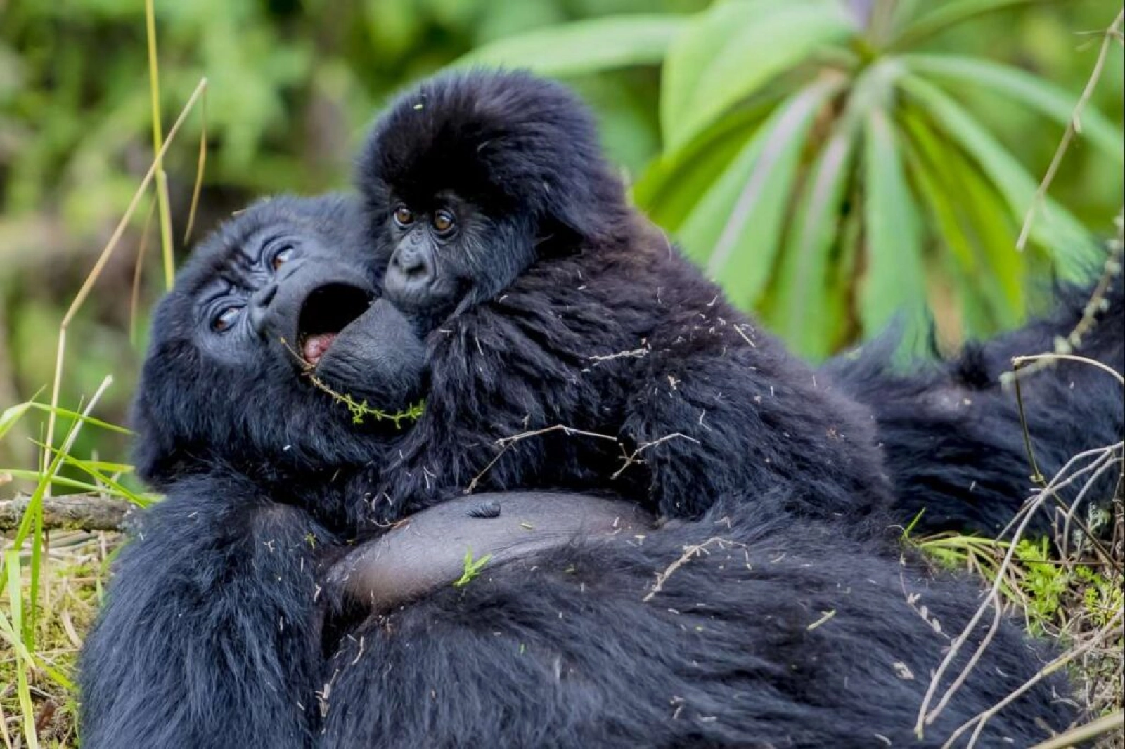 Gorillas in Uganda