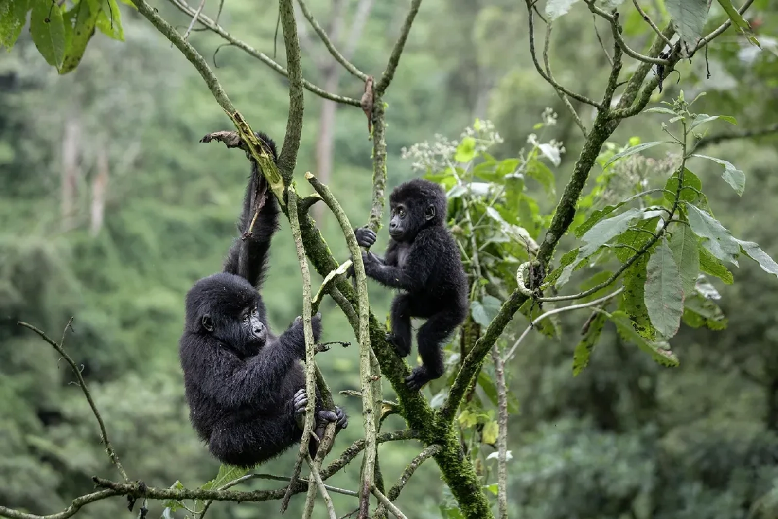 Gorillas in Uganda