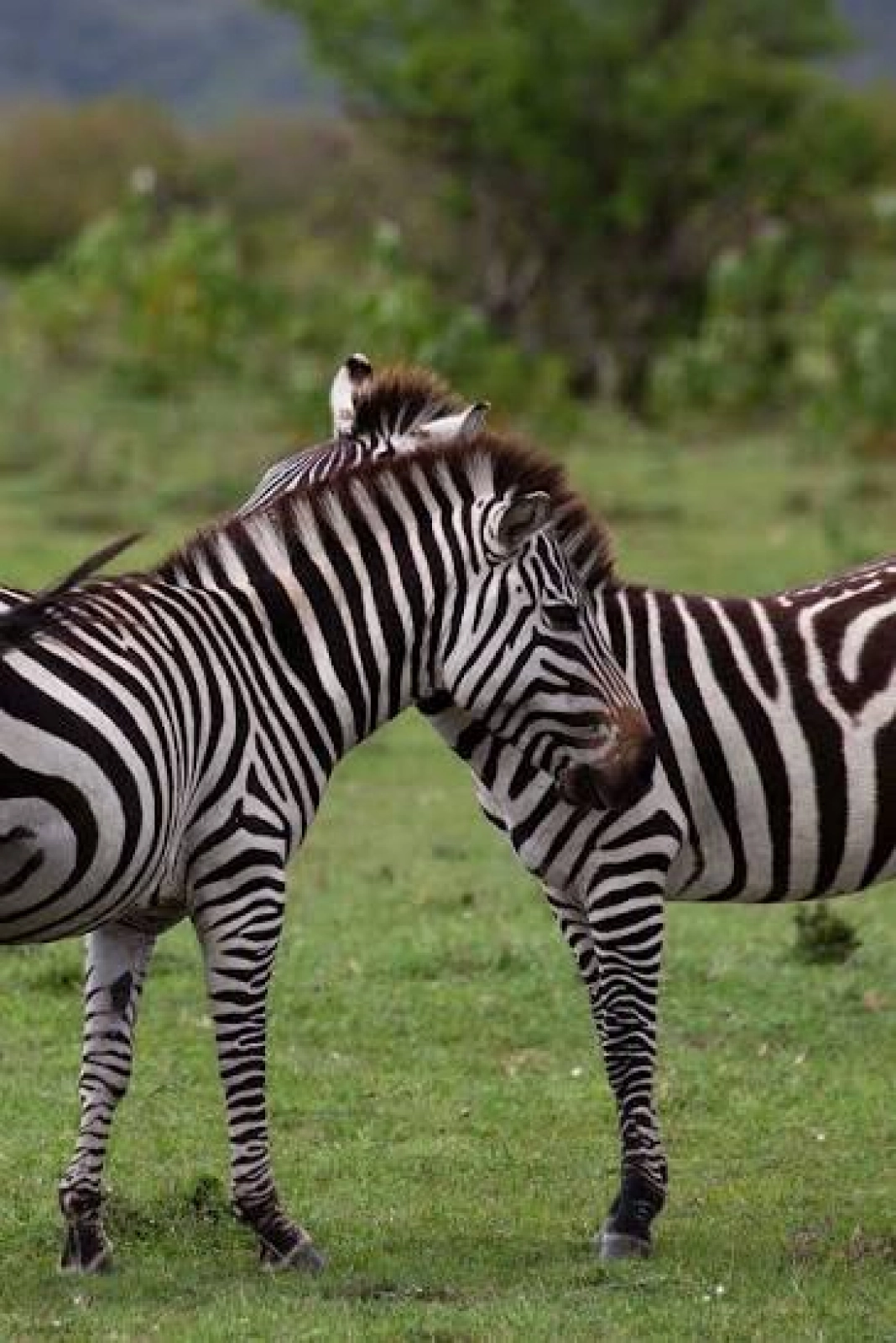 Grossesse et safari