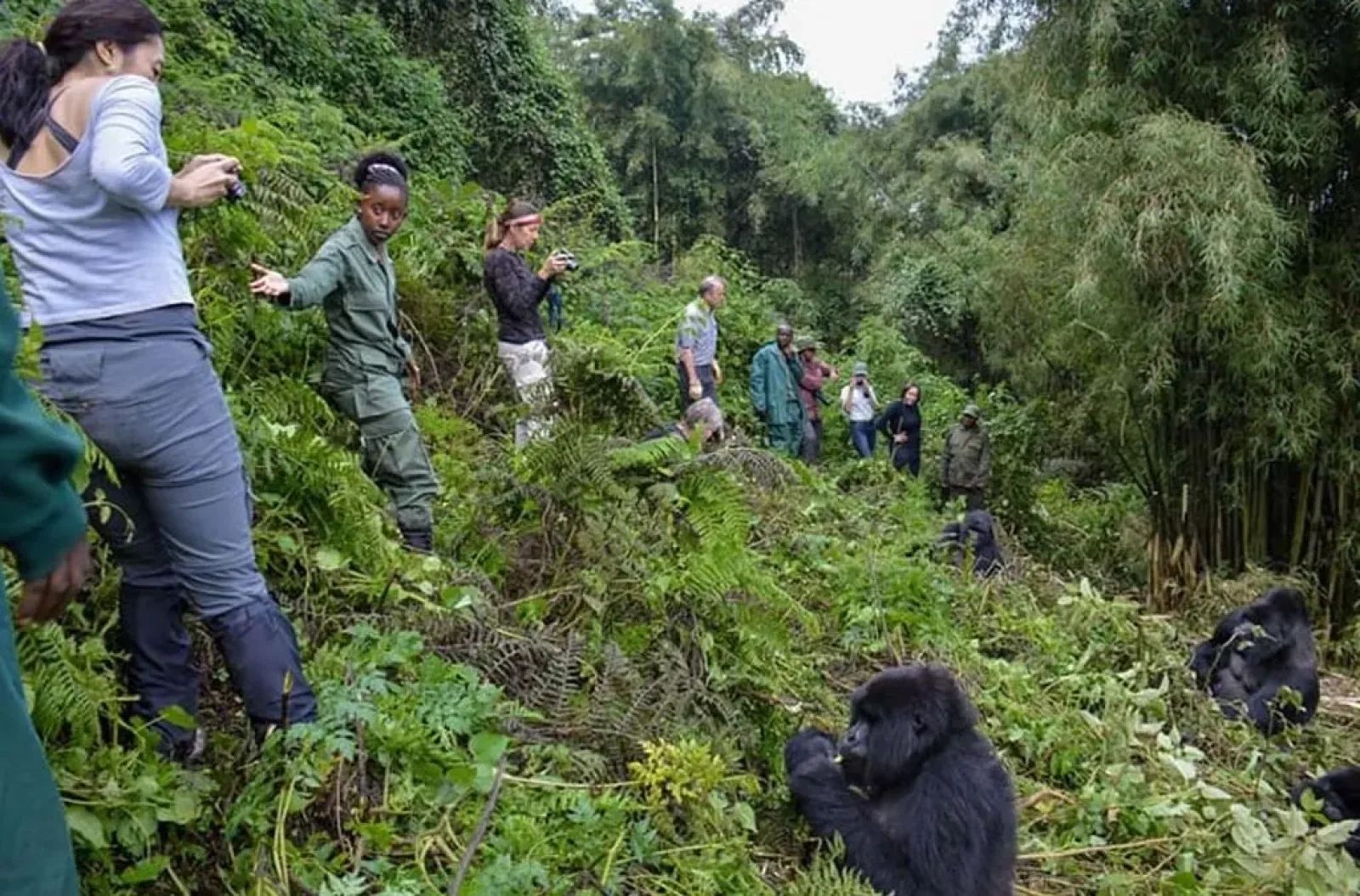Hikers in boots and rain gear on a gorilla trek
