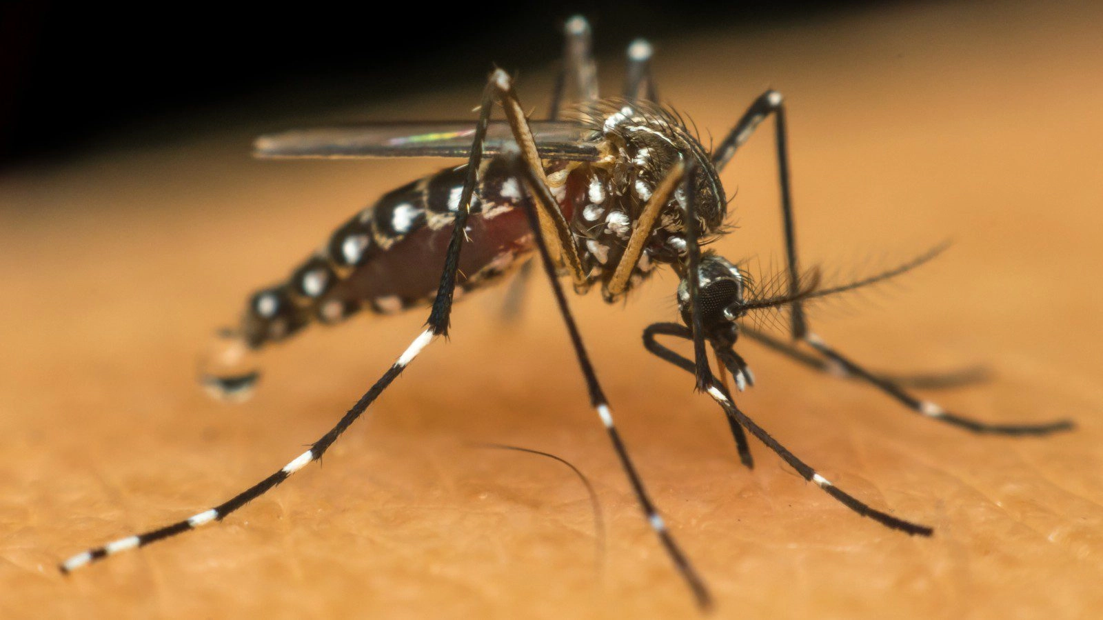 How bad are mosquitoes on safari?