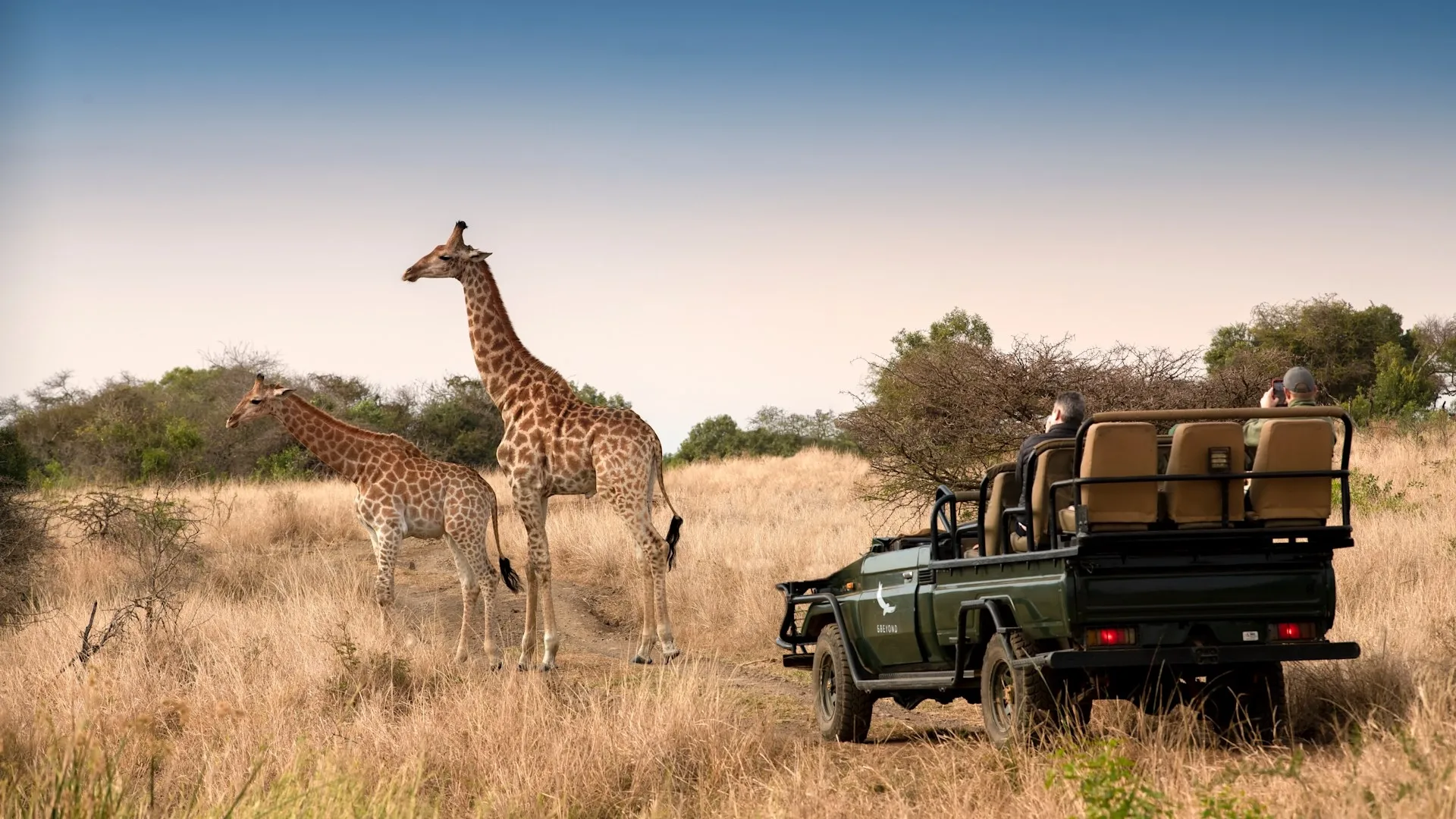 How close can safari vehicles get to giraffes?
