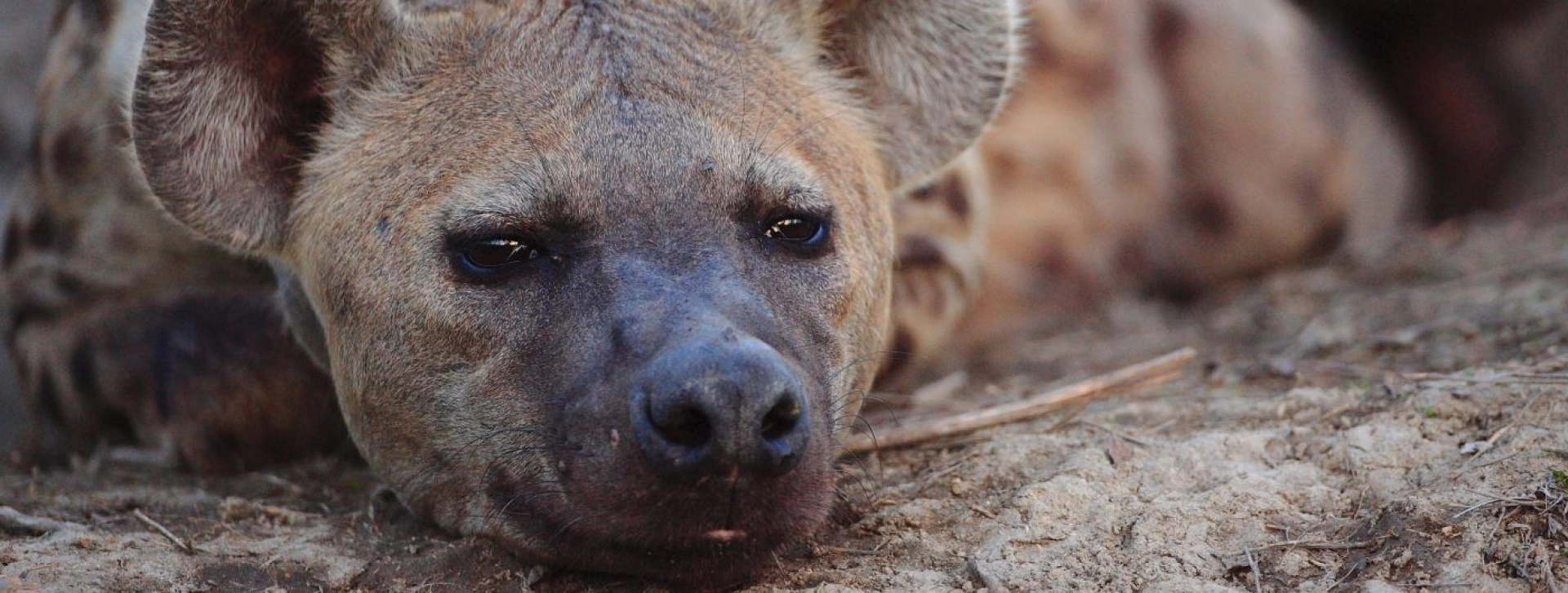 How close can safari vehicles get to hyenas?